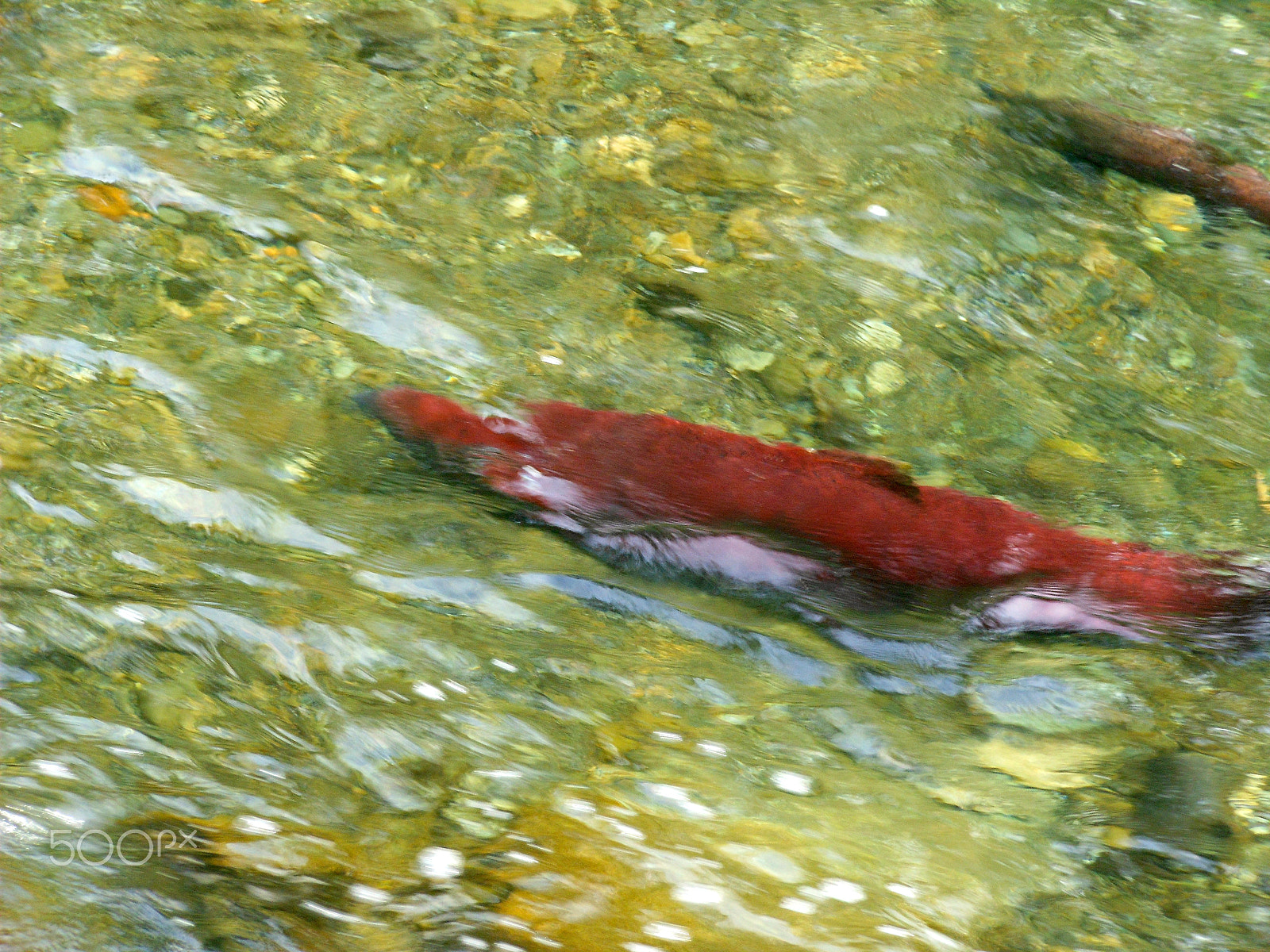 Nikon Coolpix S6100 sample photo. Salmon1.jpg photography