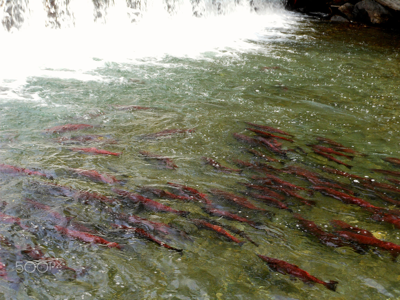 Nikon Coolpix S6100 sample photo. Salmon2.jpg photography