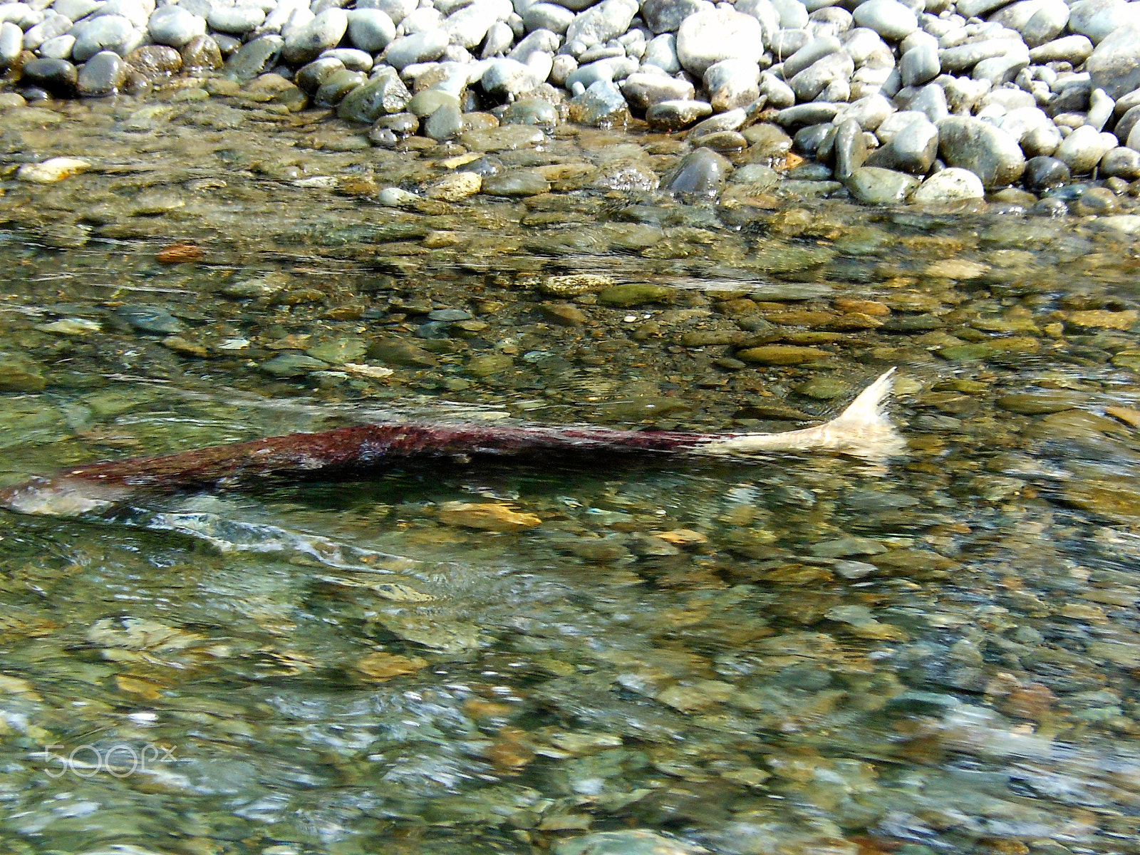 Nikon Coolpix S6100 sample photo. Salmon3.jpg photography