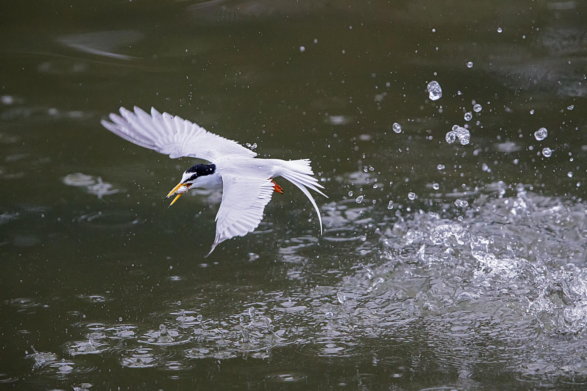 Canon EOS-1D X Mark II + Canon EF 400mm F2.8L IS II USM sample photo. Delicious catch! photography