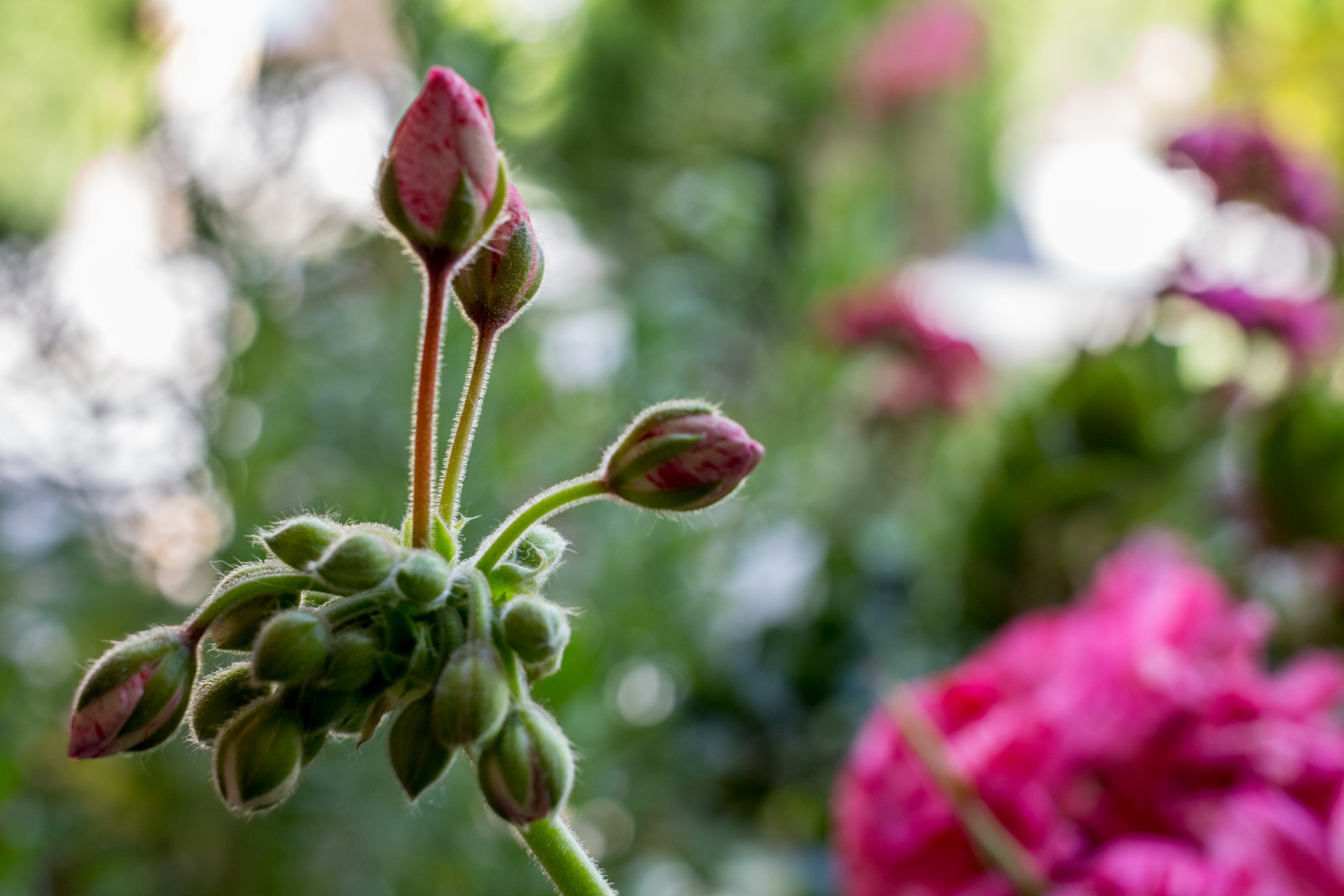 Canon EF 40mm F2.8 STM sample photo. Blossom photography