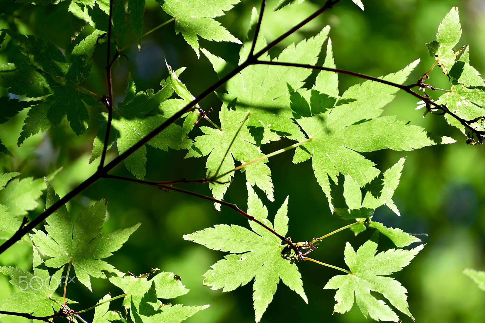 Nikon D7200 + Nikon AF Micro-Nikkor 60mm F2.8D sample photo. Leaves photography