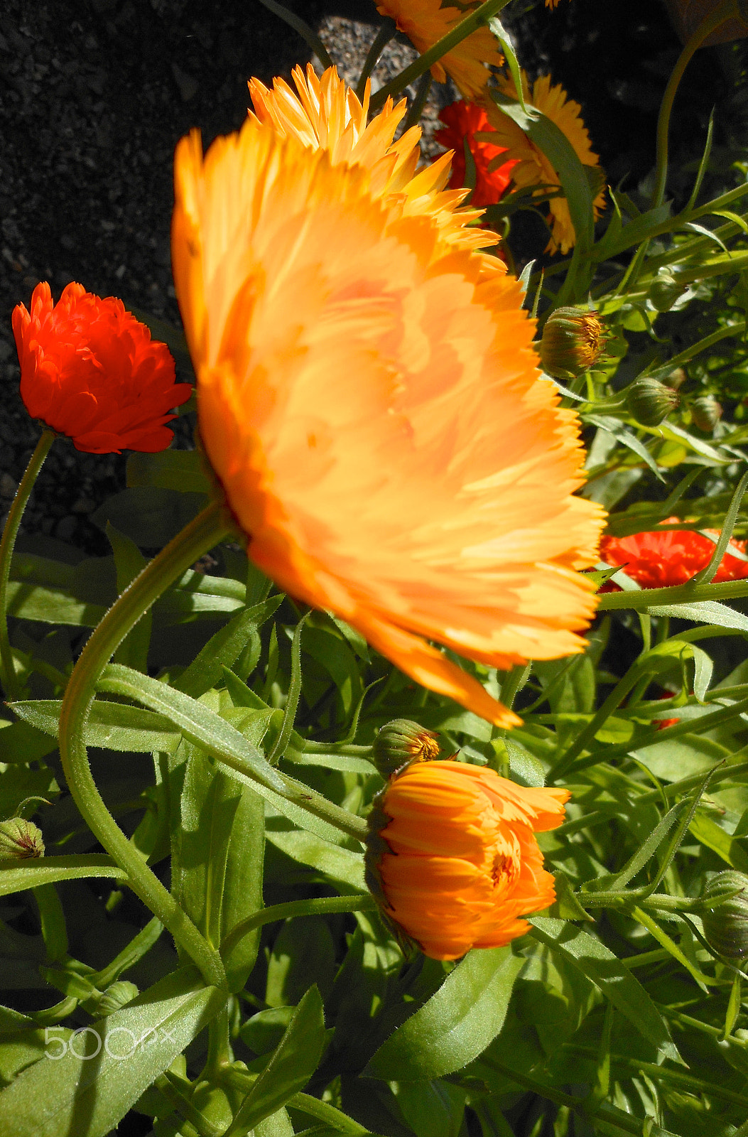 Nikon Coolpix S6100 sample photo. Orangeflower.jpg photography