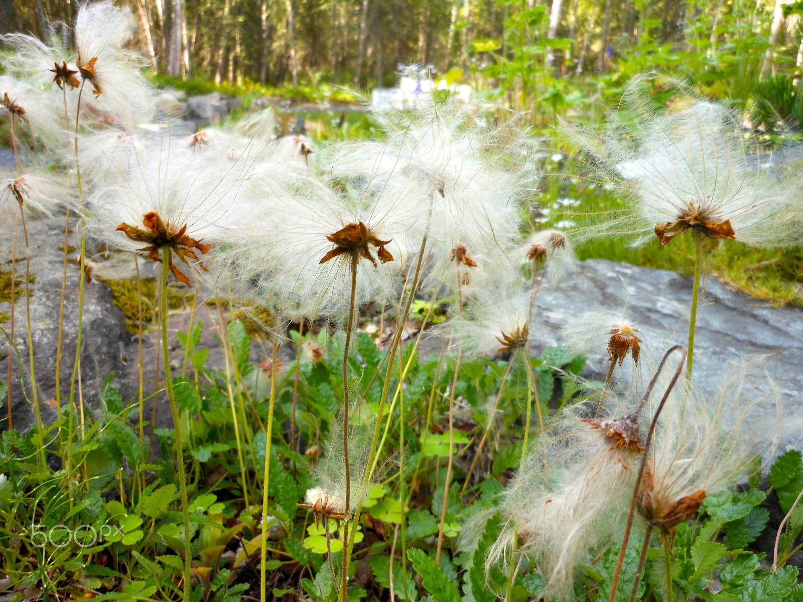 Nikon Coolpix S6100 sample photo. Cottonweed.jpg photography