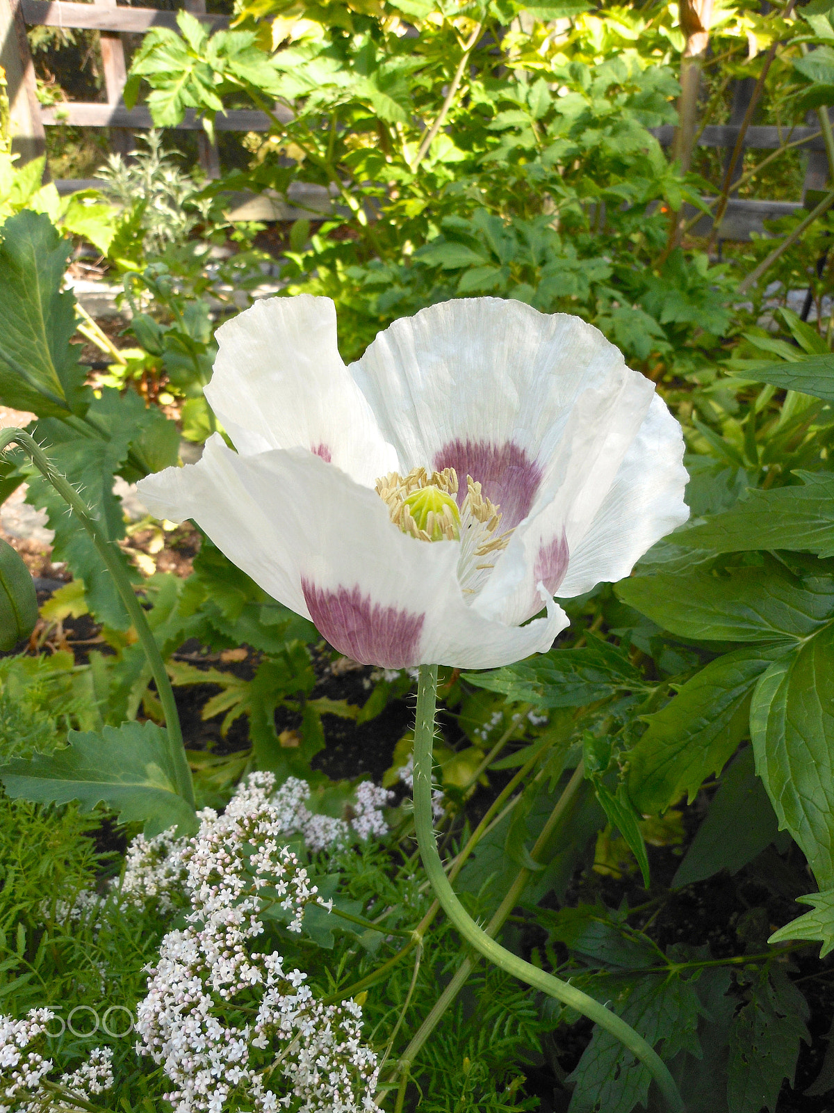 Nikon Coolpix S6100 sample photo. Whitepoppy2.jpg photography