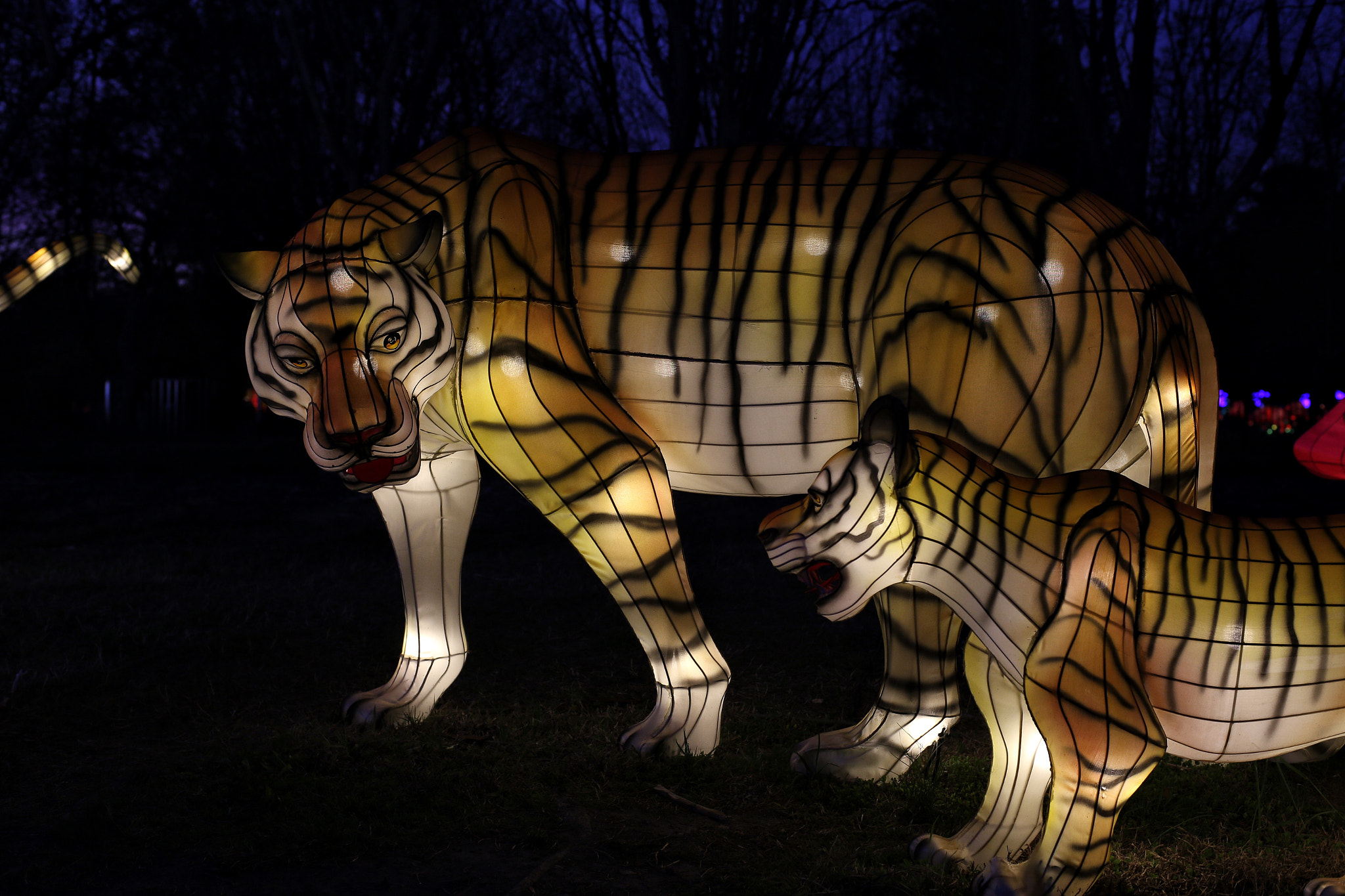 Canon 50mm sample photo. Tiger lanterns photography
