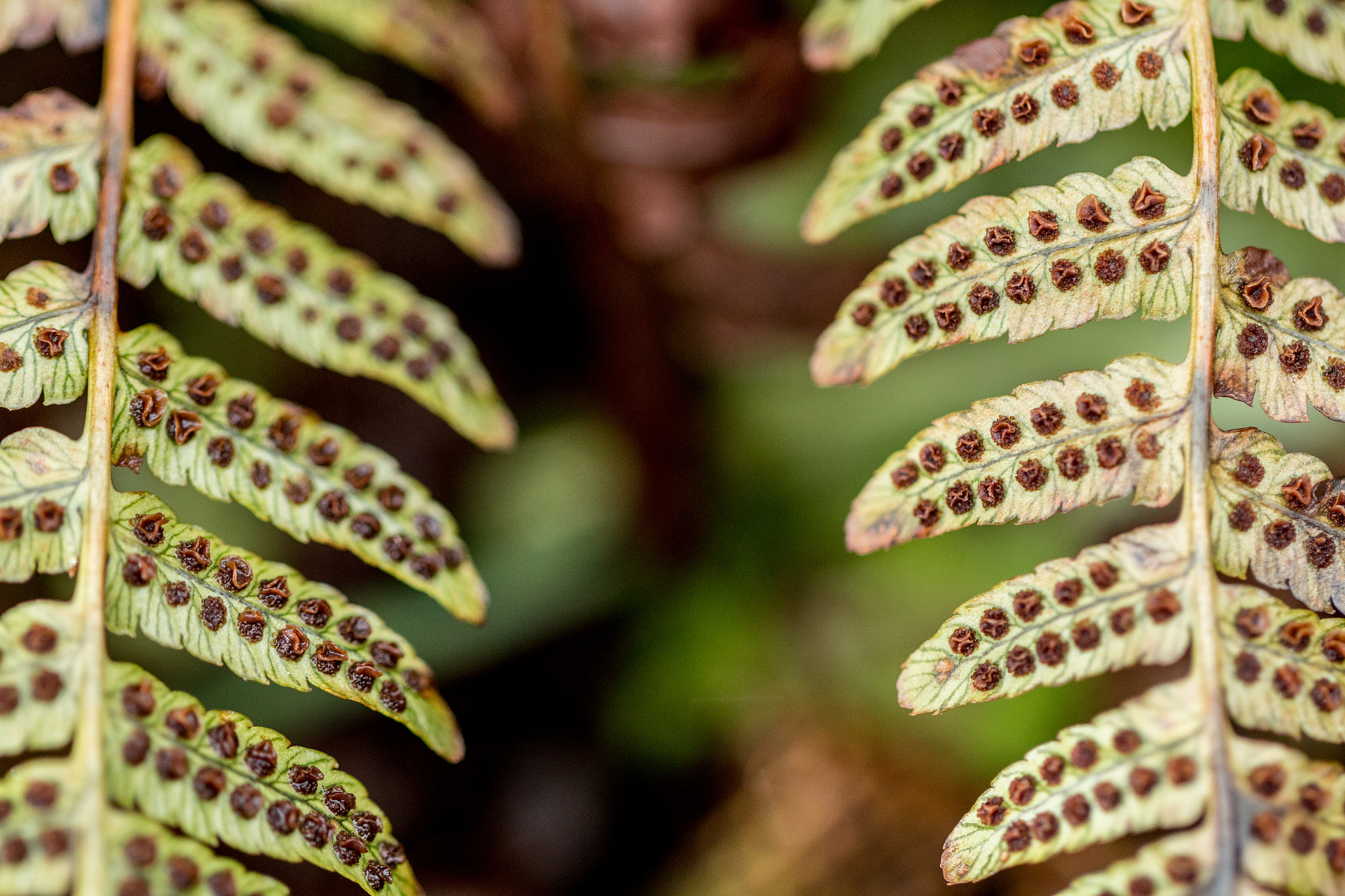 Canon EF 100mm F2.8L Macro IS USM sample photo. Ferns,1 photography