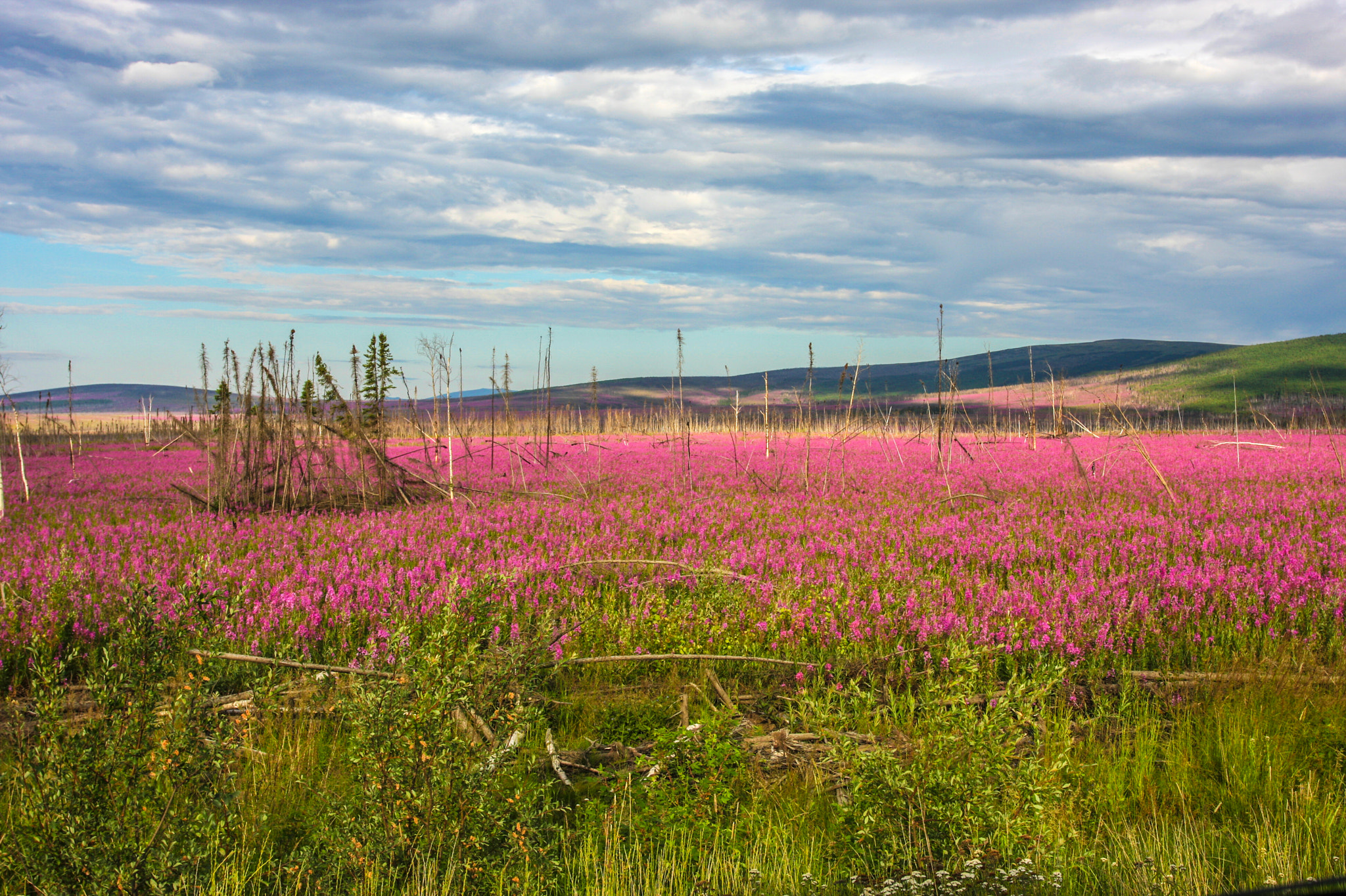 Canon EOS 40D + Canon EF 135mm F2.8 SF sample photo. Fireweed photography