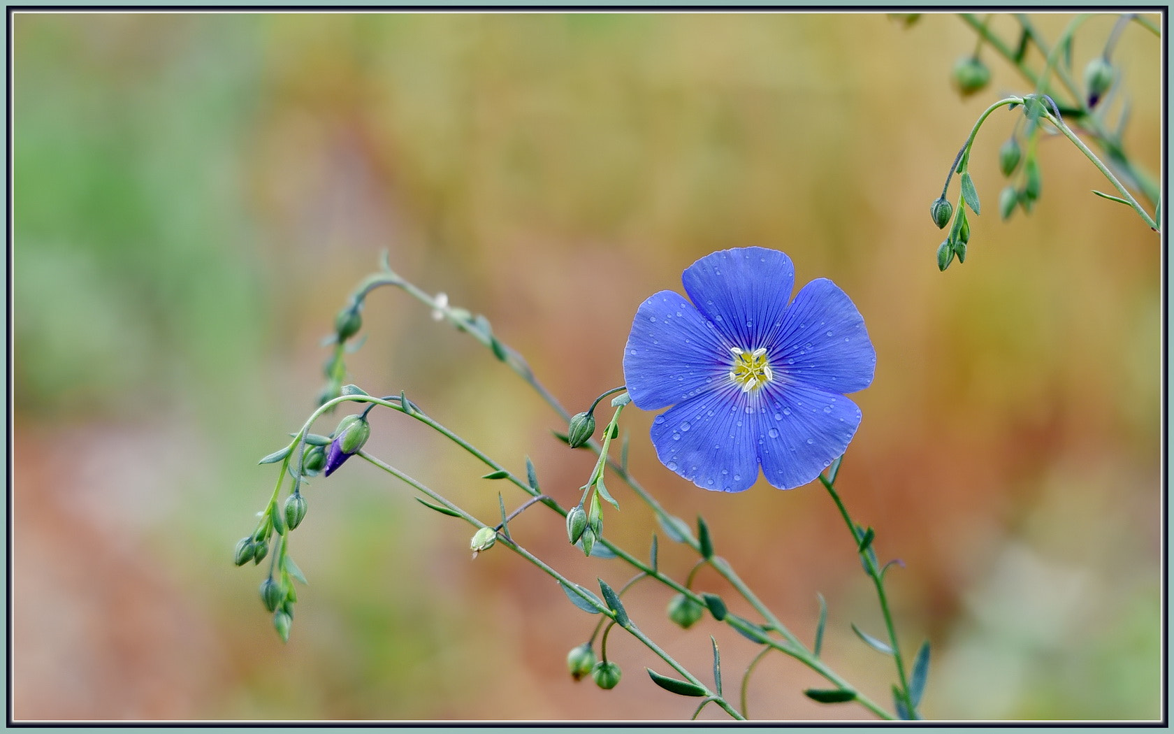 Sigma 120-400mm F4.5-5.6 DG OS HSM sample photo. Wild blue flax with actual rain drops photography