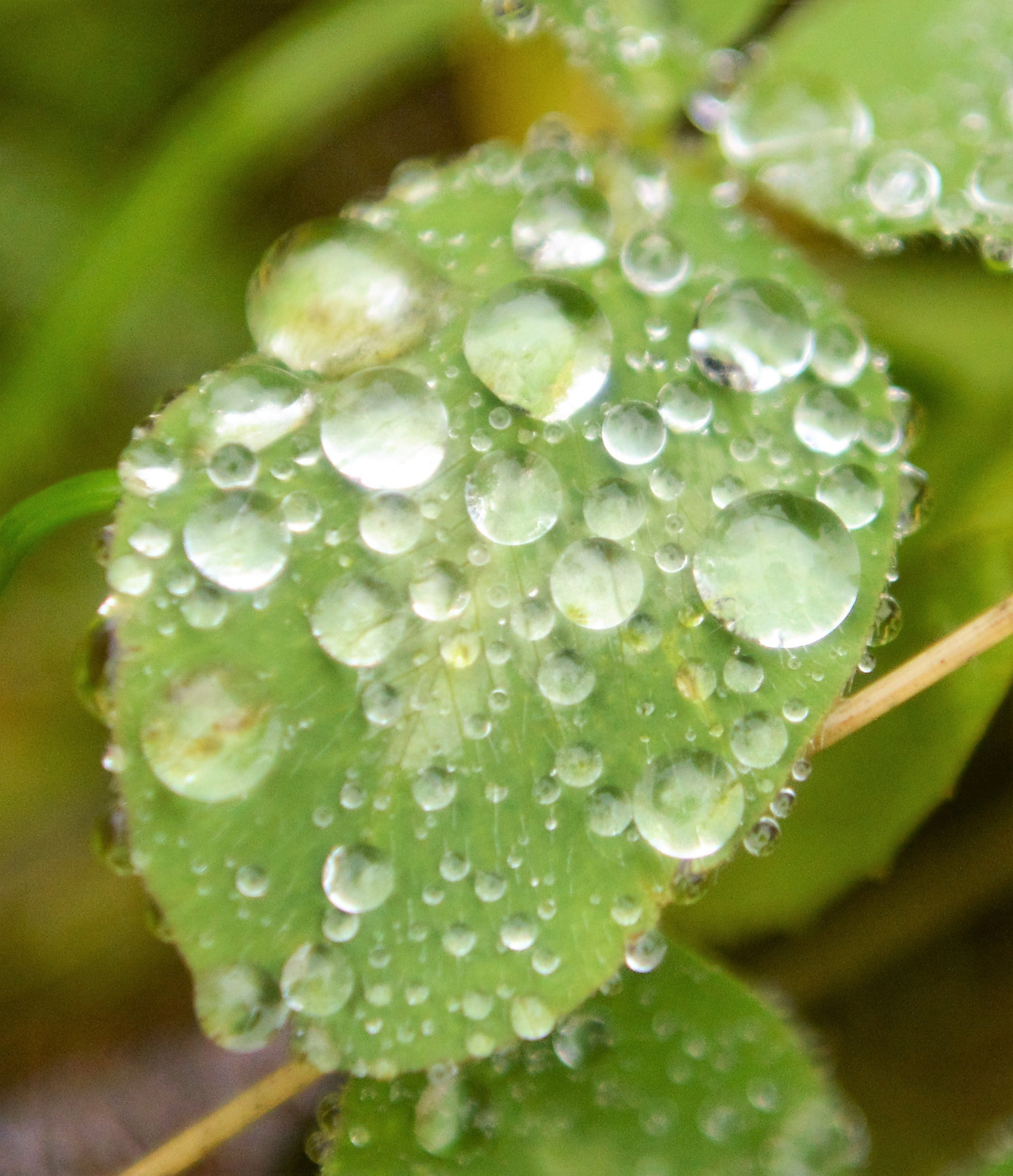 Nikon AF-S Nikkor 24-70mm F2.8G ED sample photo. Gotas de lluvia photography