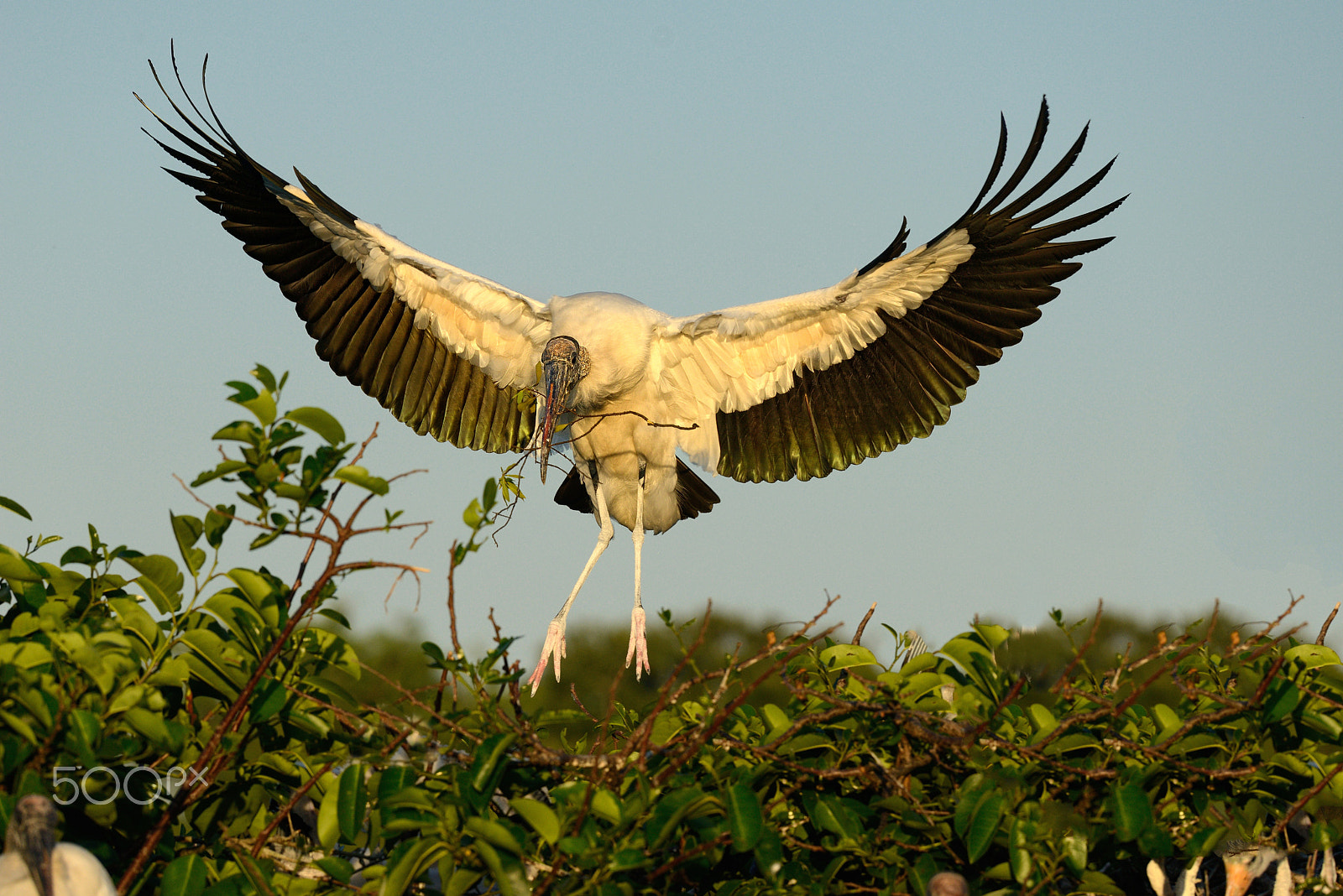 Nikon D800E + Nikon AF-S Nikkor 300mm F4D ED-IF sample photo. Wood stgork landing photography