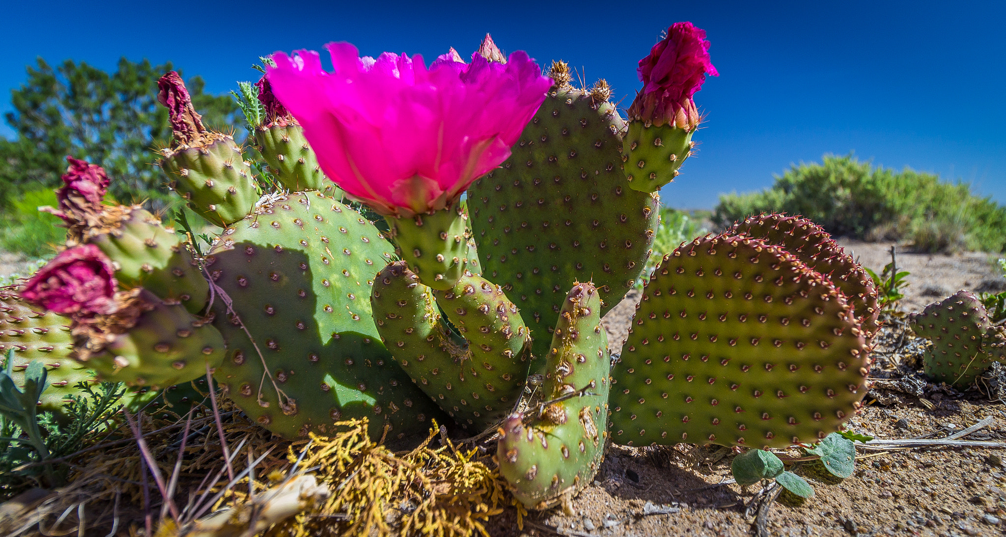 Canon EOS 600D (Rebel EOS T3i / EOS Kiss X5) + Canon EF-S 10-18mm F4.5–5.6 IS STM sample photo. Prickly pear flowers photography