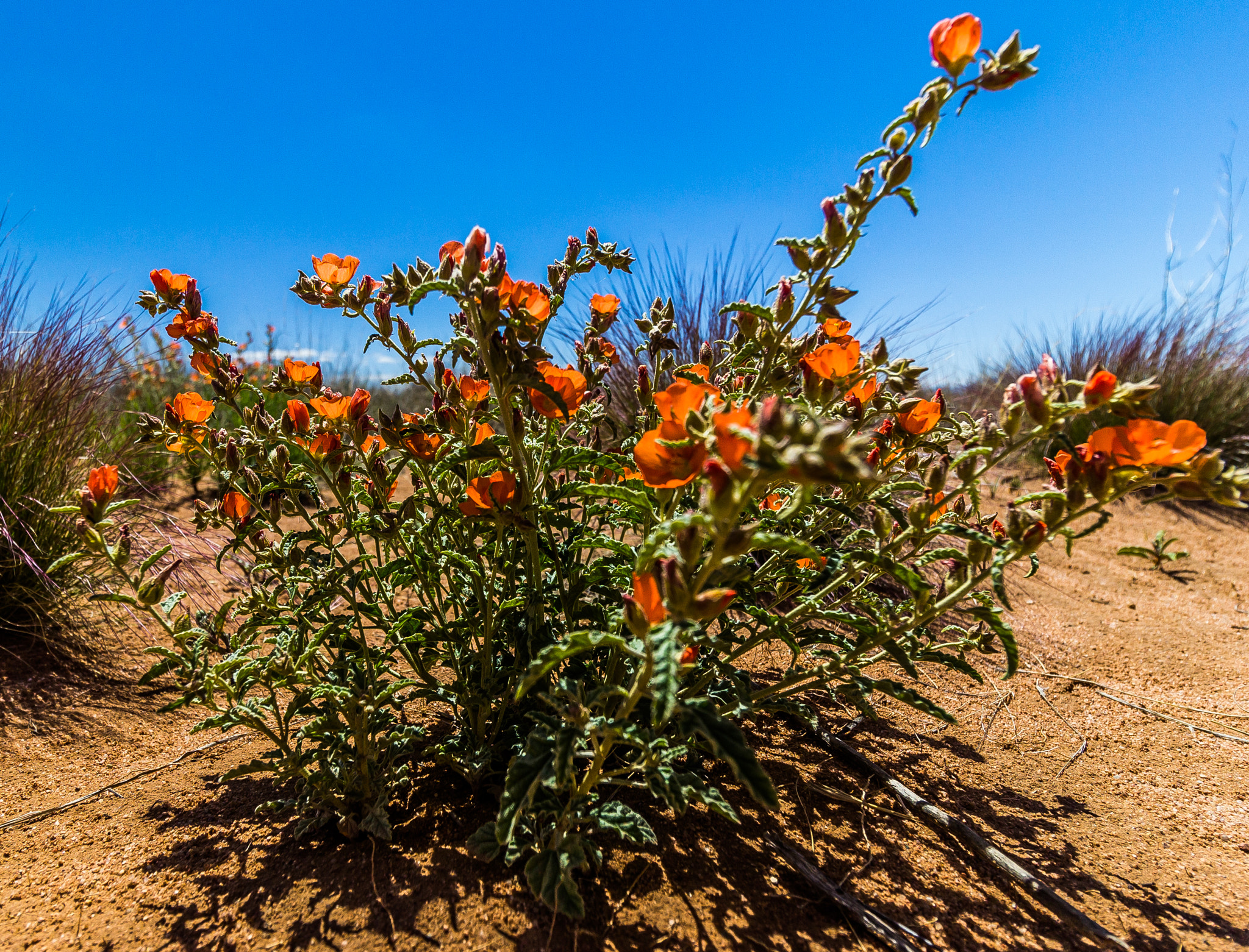 Canon EF-S 10-18mm F4.5–5.6 IS STM sample photo. Flowering mallow photography