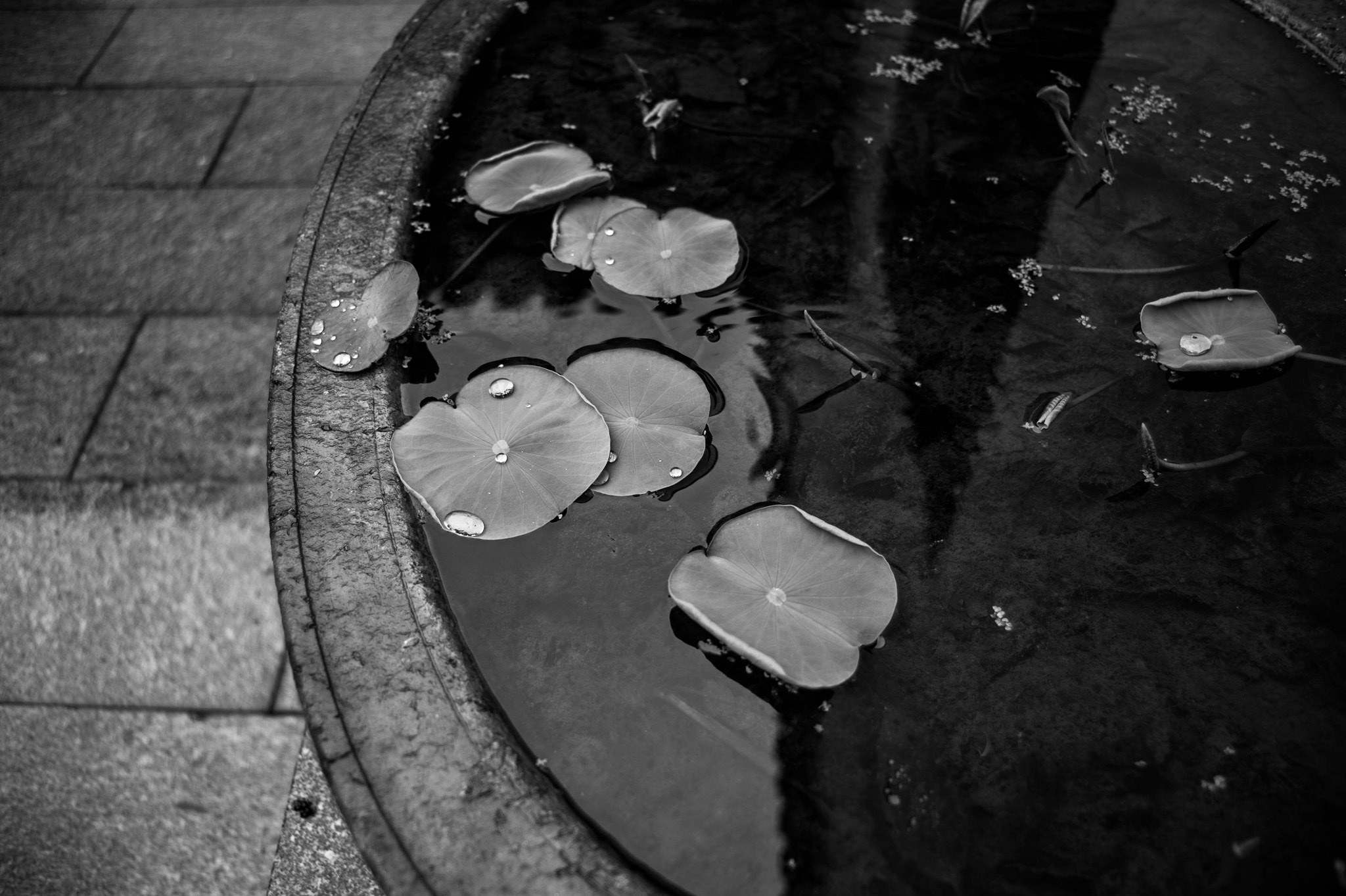 AF Zoom-Nikkor 28-70mm f/3.5-4.5D sample photo. Fareware drops photography