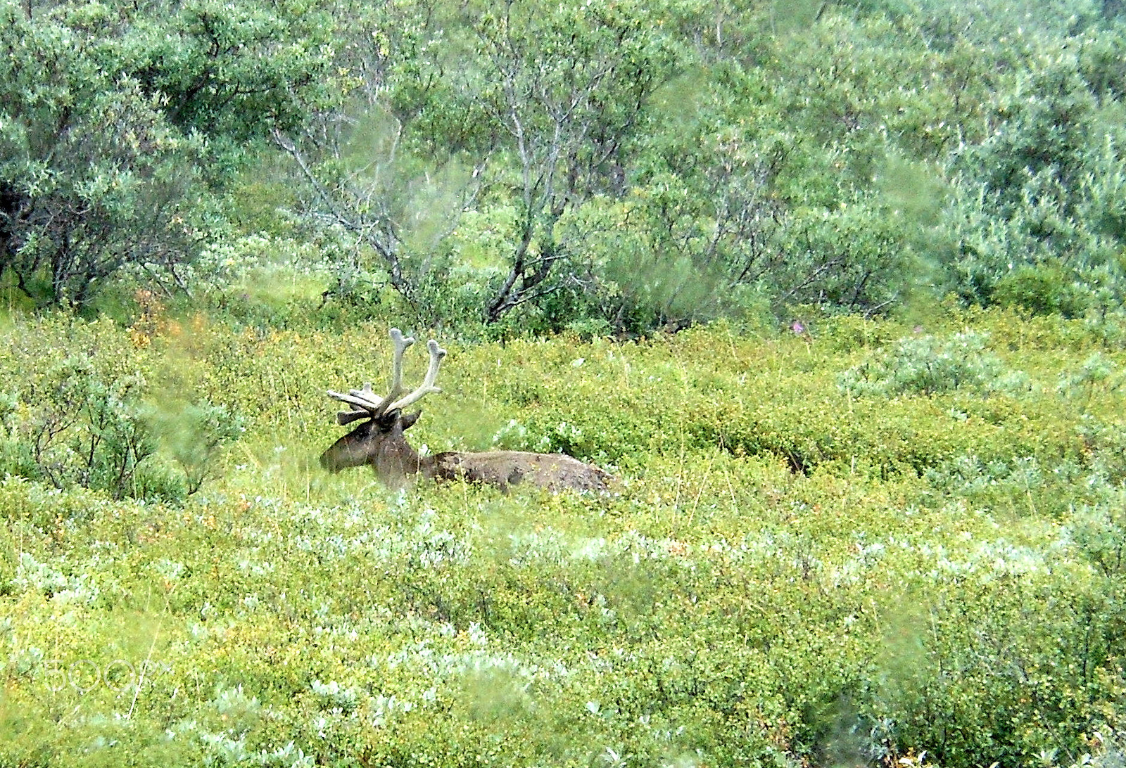 Nikon Coolpix S6100 sample photo. Caribou2.jpg photography