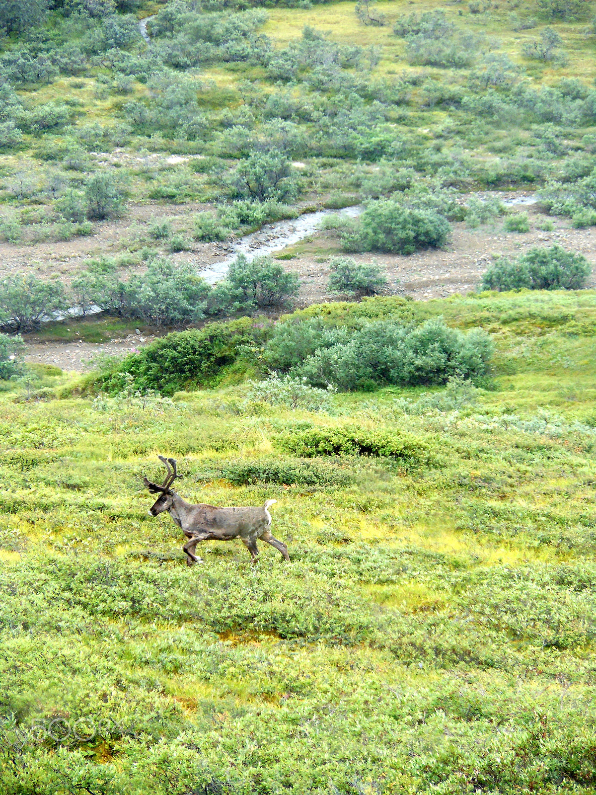 Nikon Coolpix S6100 sample photo. Caribou1.jpg photography