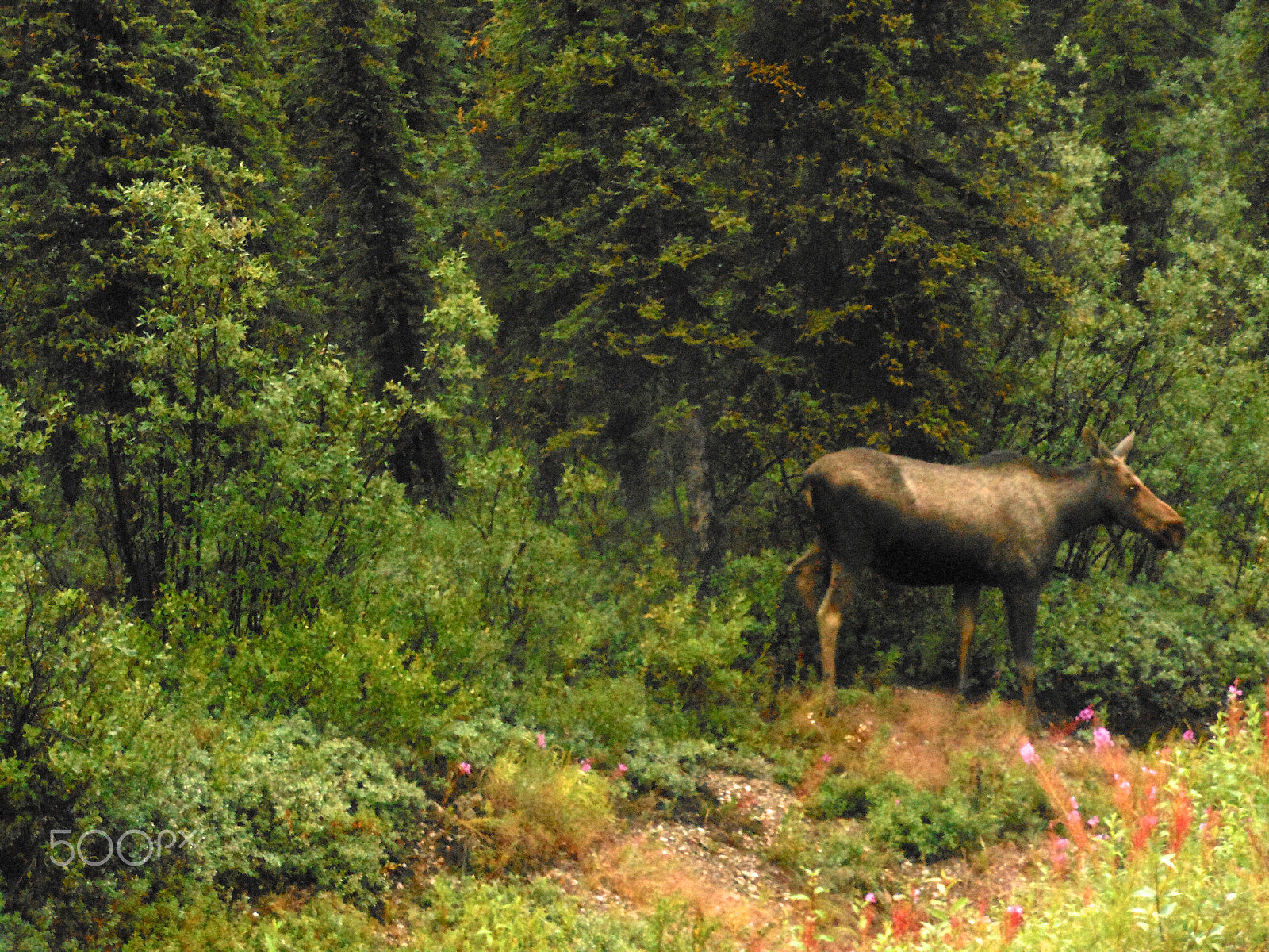 Nikon Coolpix S6100 sample photo. Moose.jpg photography