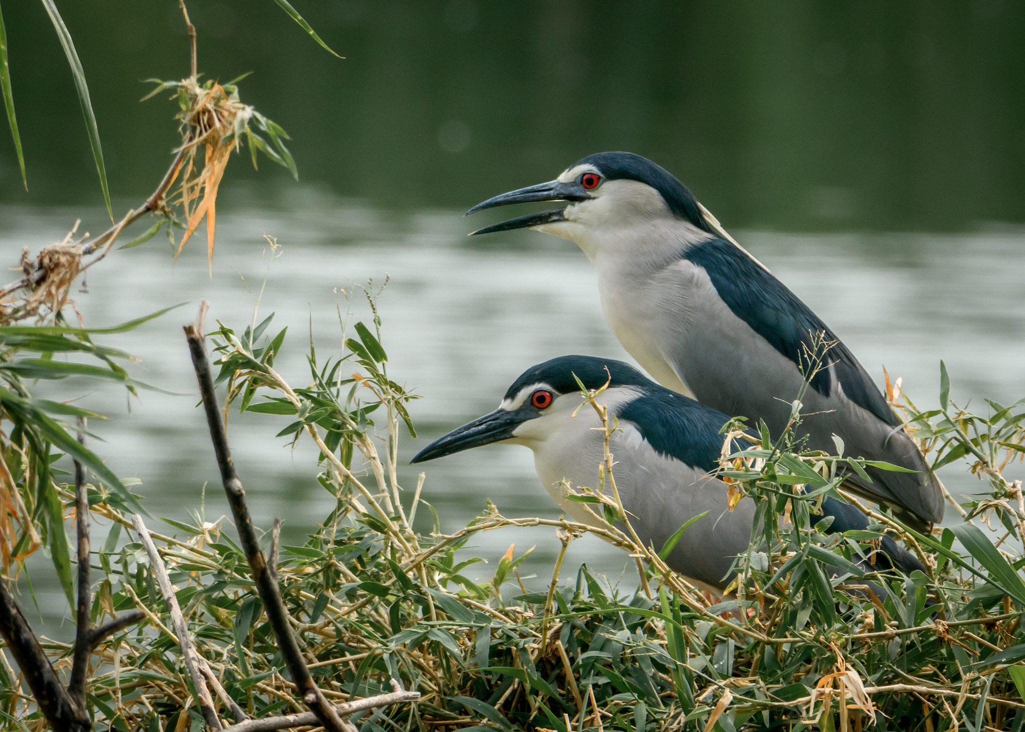 VR 150-600mm f/5-6.3G sample photo. Night herons photography