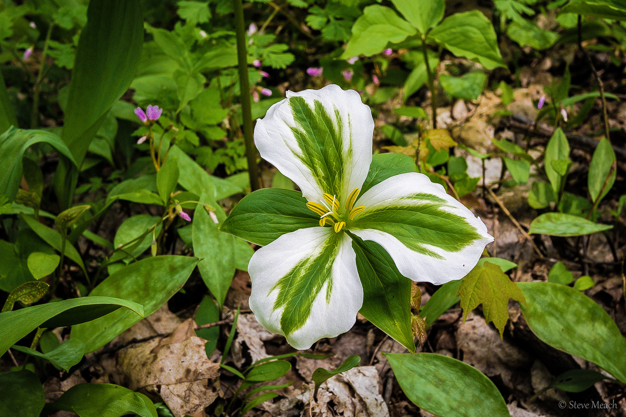 Panasonic Lumix DMC-GF3 + Panasonic Lumix G 20mm F1.7 ASPH sample photo. Wildflowers photography