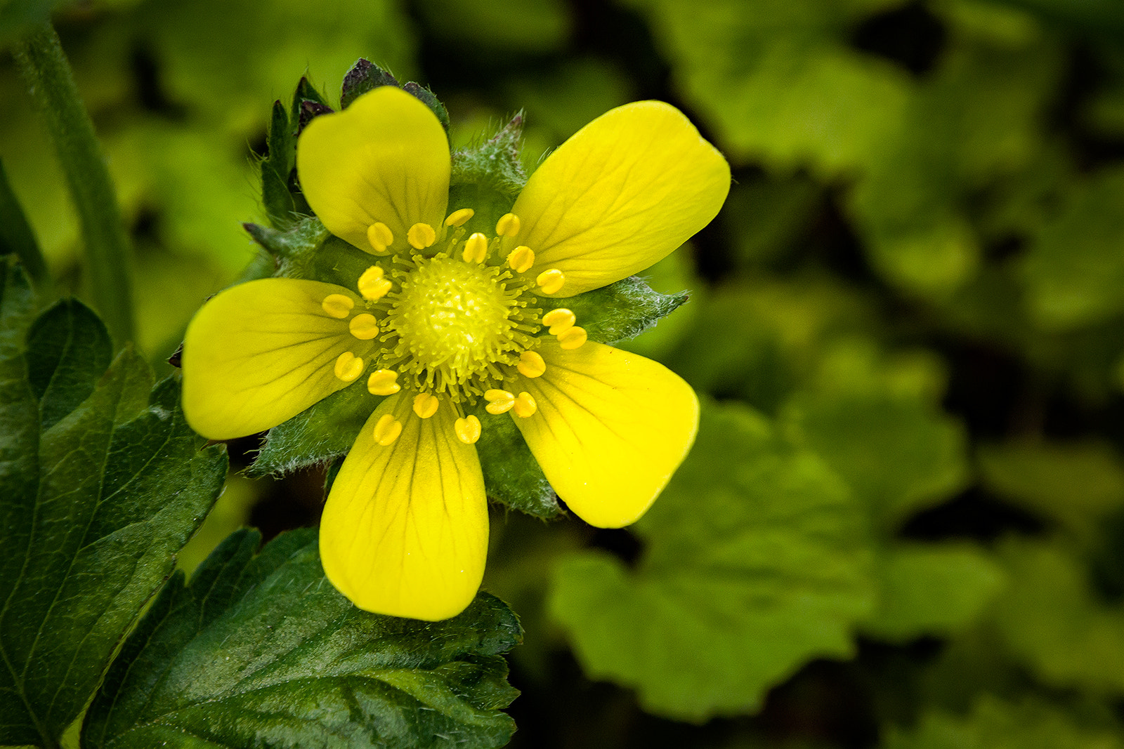 Nikon 1 J4 sample photo. Green yellow dwarf's world photography
