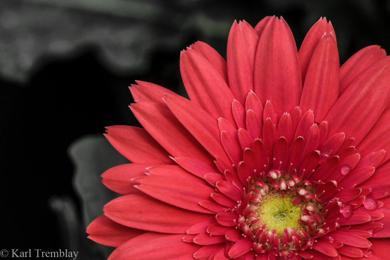 Sigma 70-300mm F4-5.6 APO DG Macro sample photo. Fleur photography