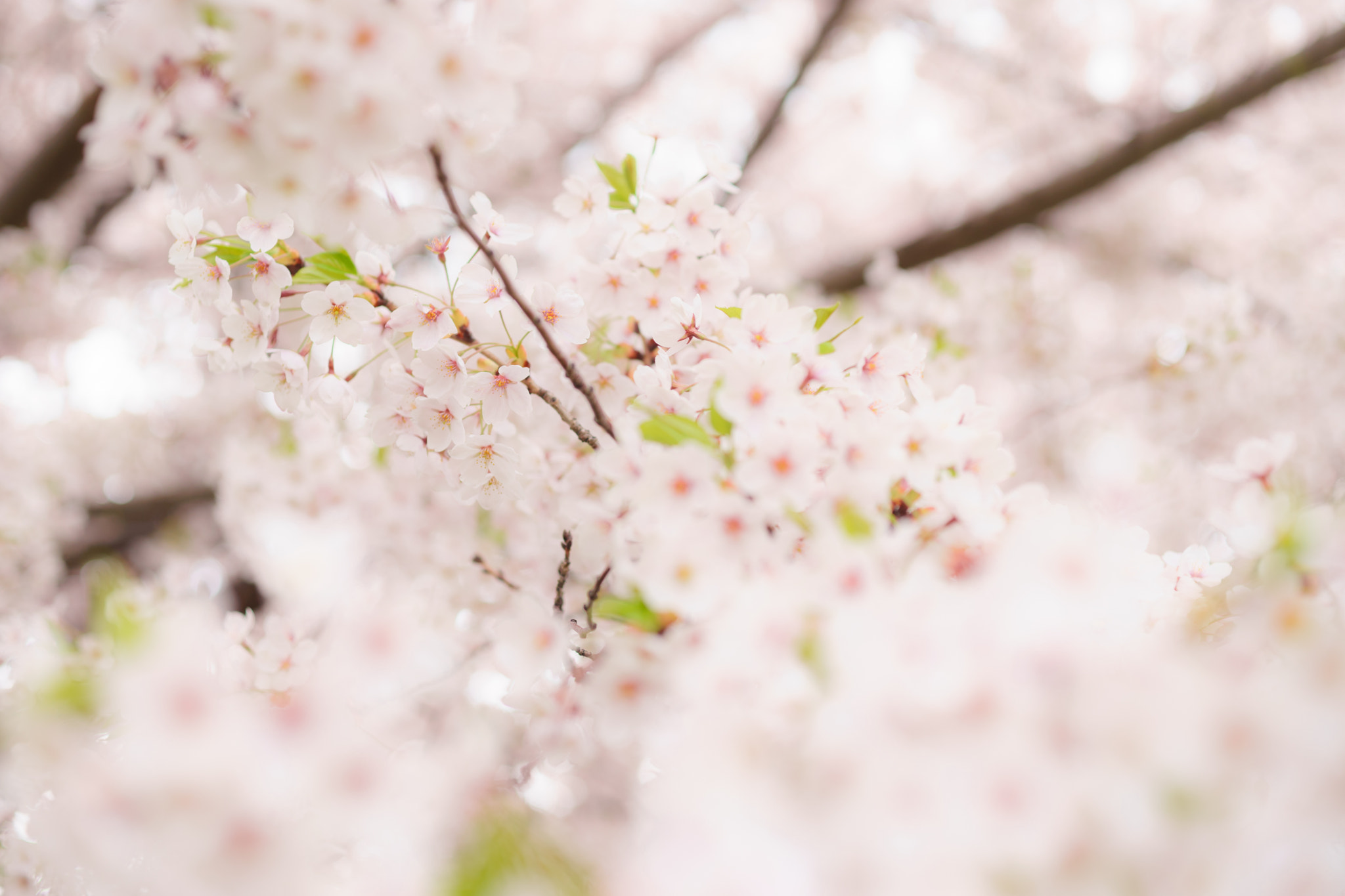 50mm F2 sample photo. Cherry blossom photography