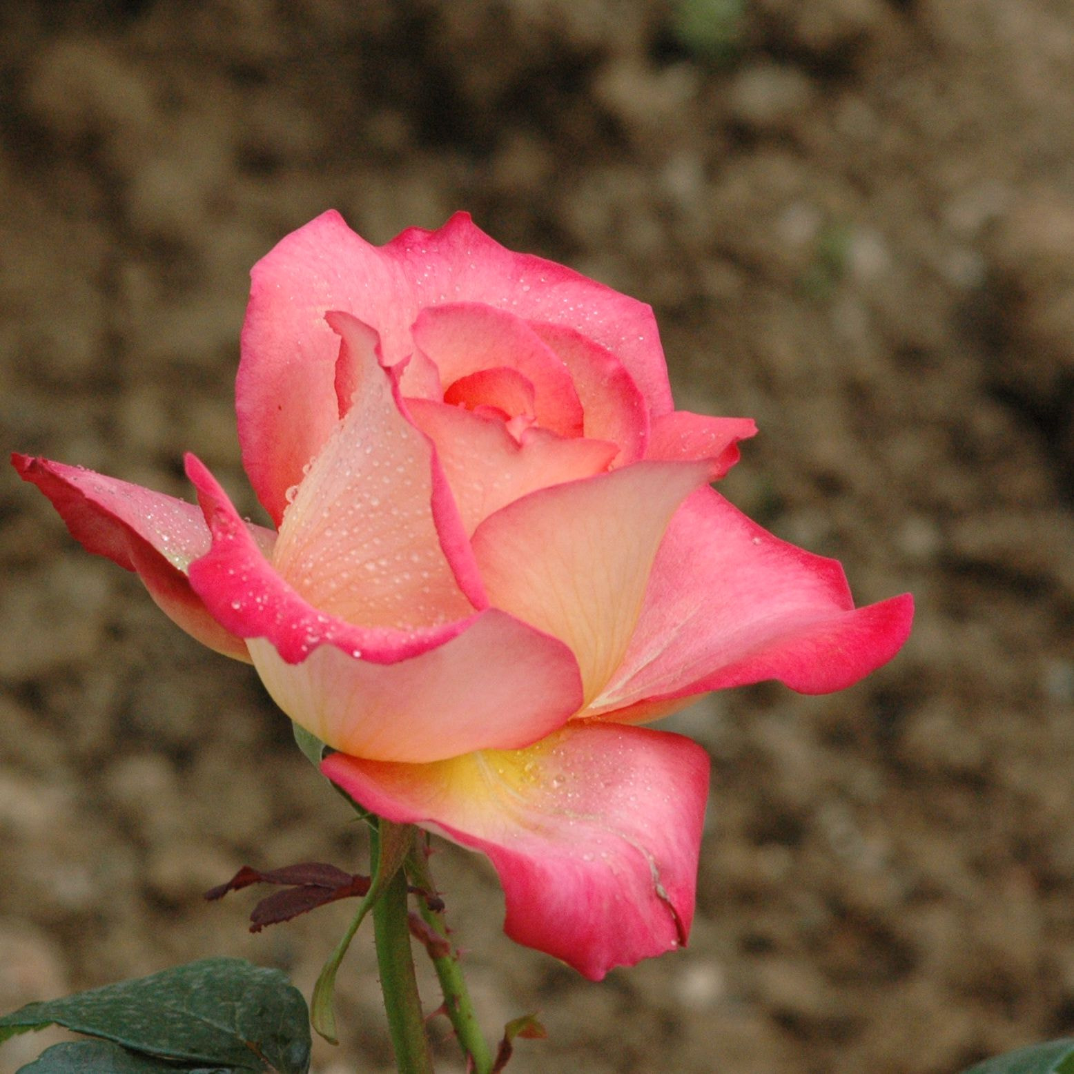 Nikon D70s sample photo. Saiun彩云！ photography
