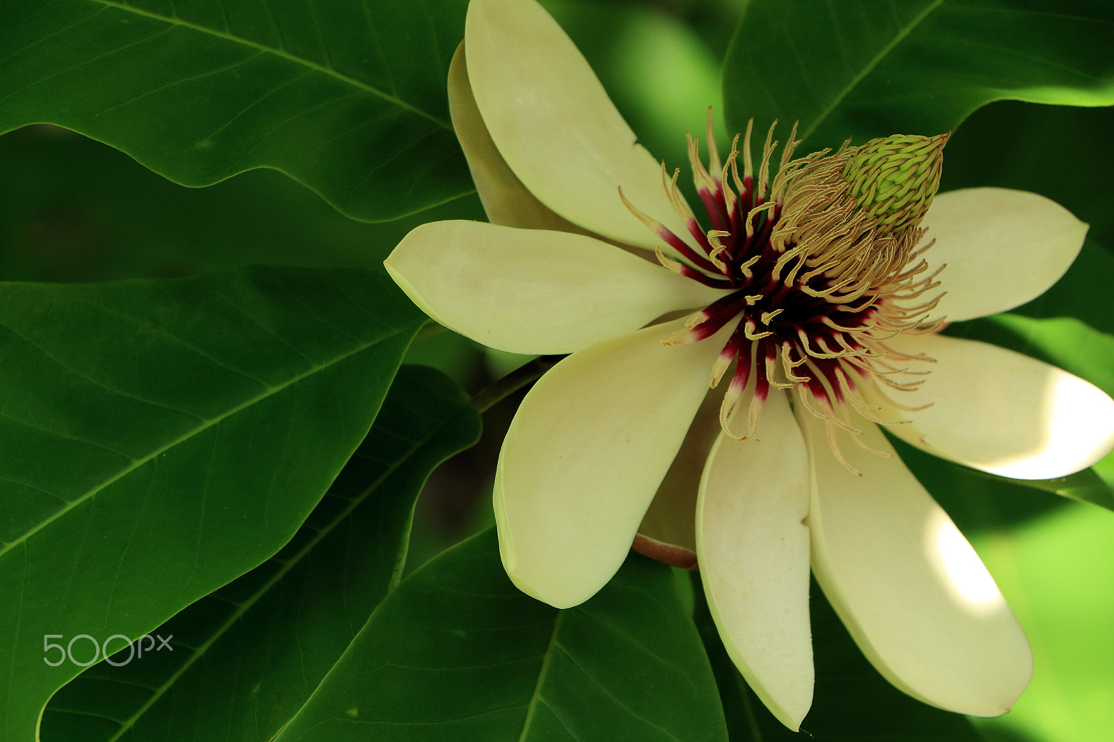 Canon EF-S 18-135mm F3.5-5.6 IS STM sample photo. Japanese big-leaf magnolia photography