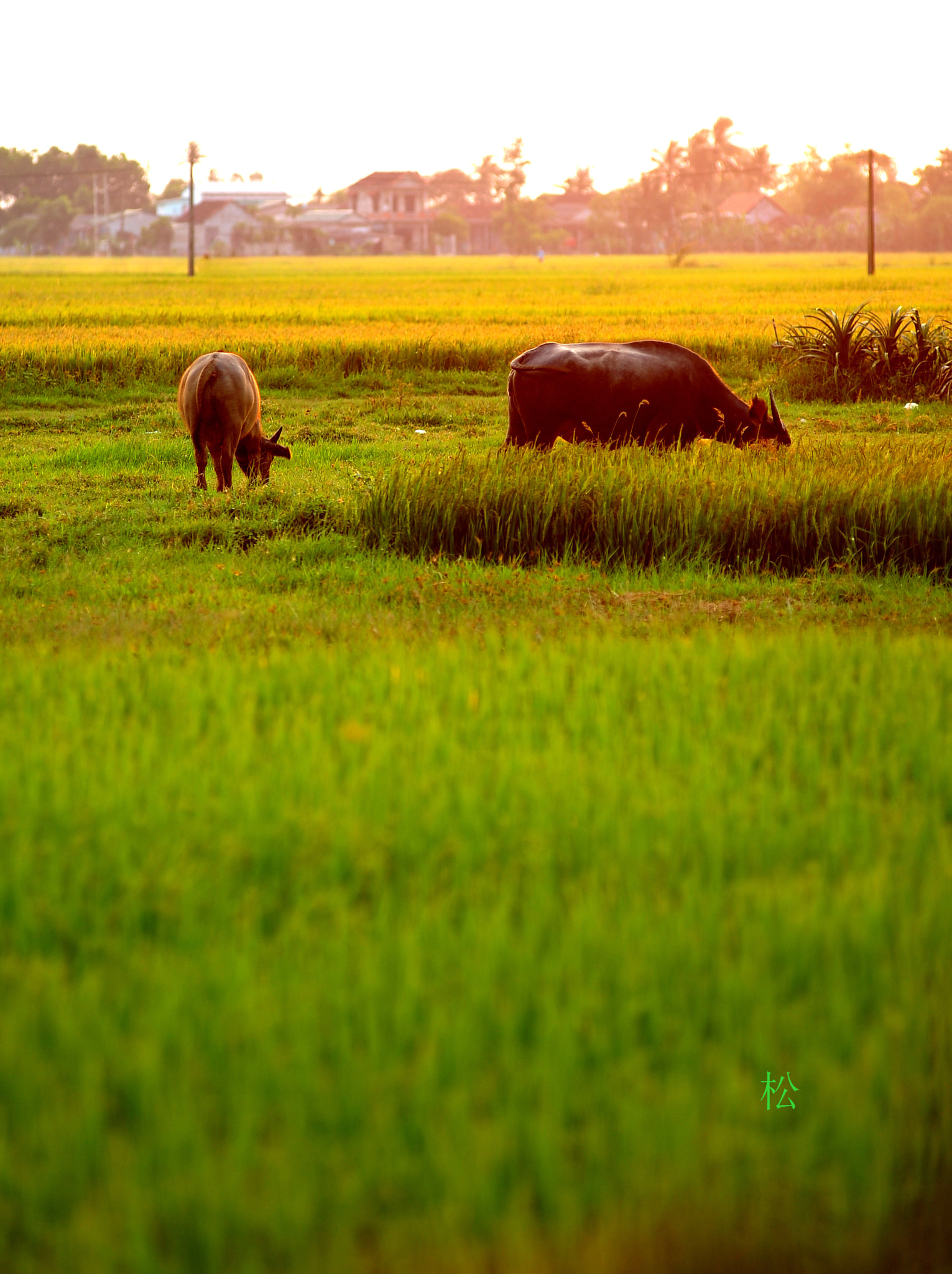 Nikon AF-Nikkor 80-200mm F2.8D ED sample photo. Peaceful photography