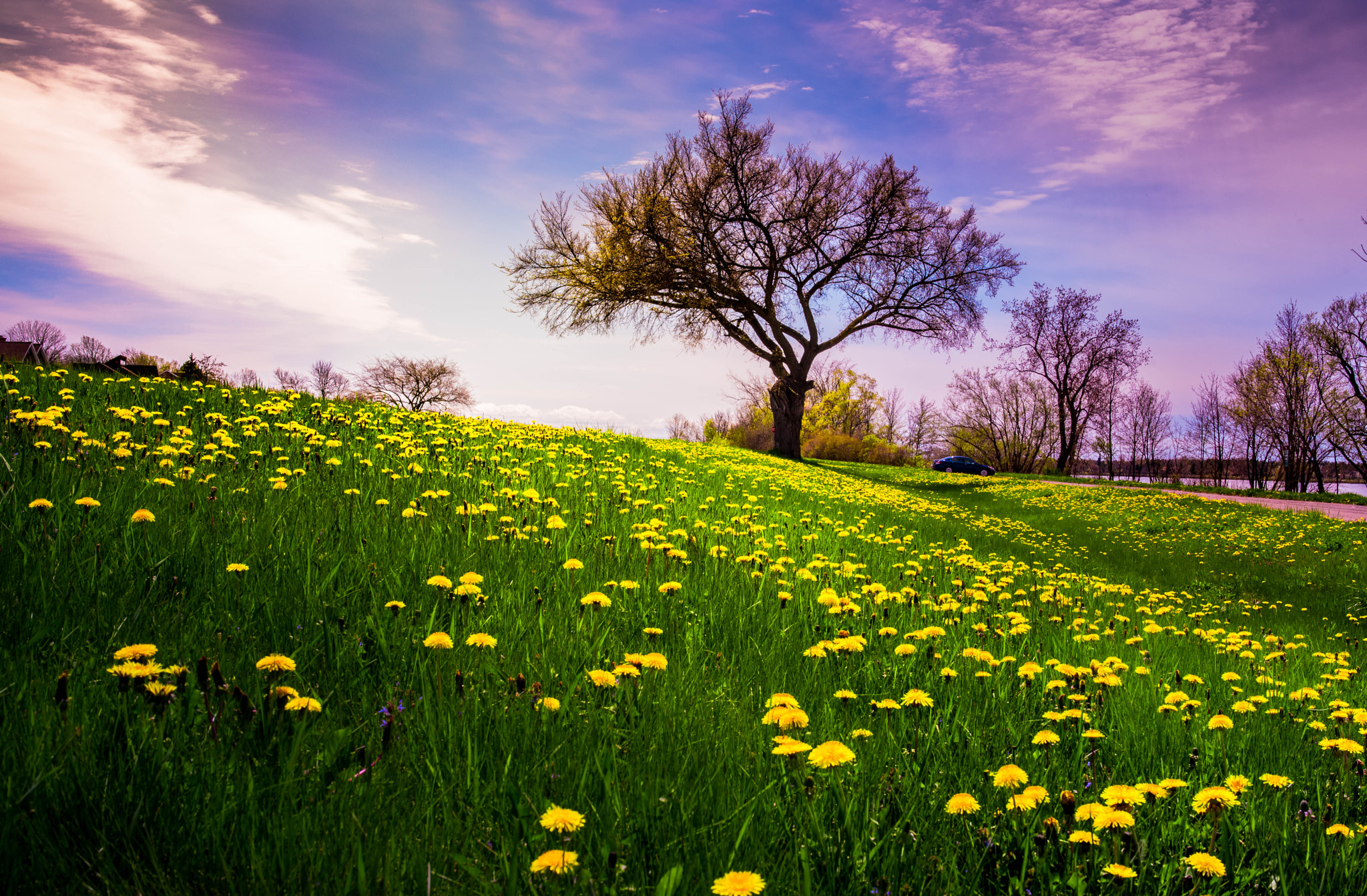 Nikon D750 + Samyang 35mm F1.4 AS UMC sample photo. April flower photography