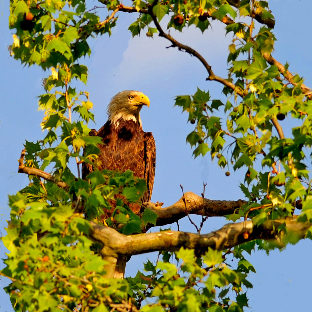 Nikon D300S + Nikon AF-S Nikkor 300mm F4D ED-IF sample photo. Spring eagle photography