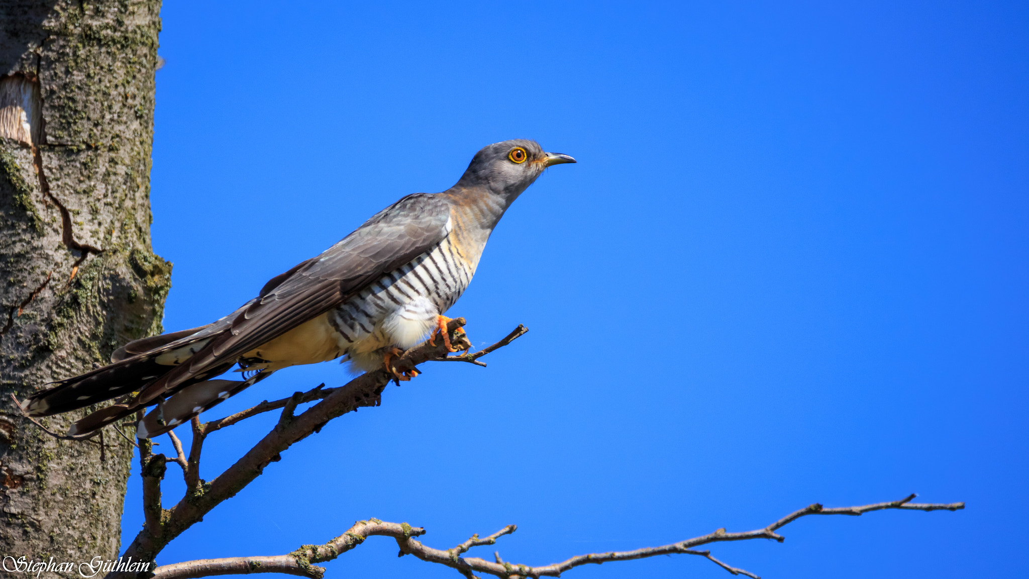 Sigma 150-600mm F5-6.3 DG OS HSM | C sample photo. A long cherished wish of mine. photography