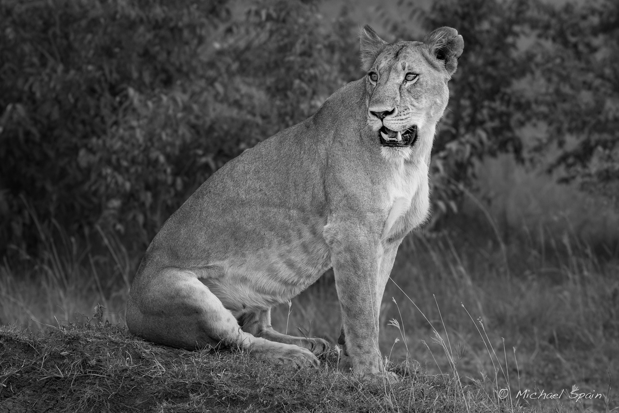 Hasselblad H5D + HC 210 sample photo. Lioness in black and white photography