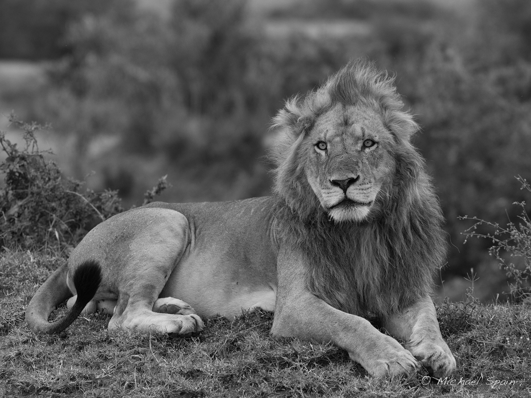 Hasselblad H5D sample photo. King of the jungle photography
