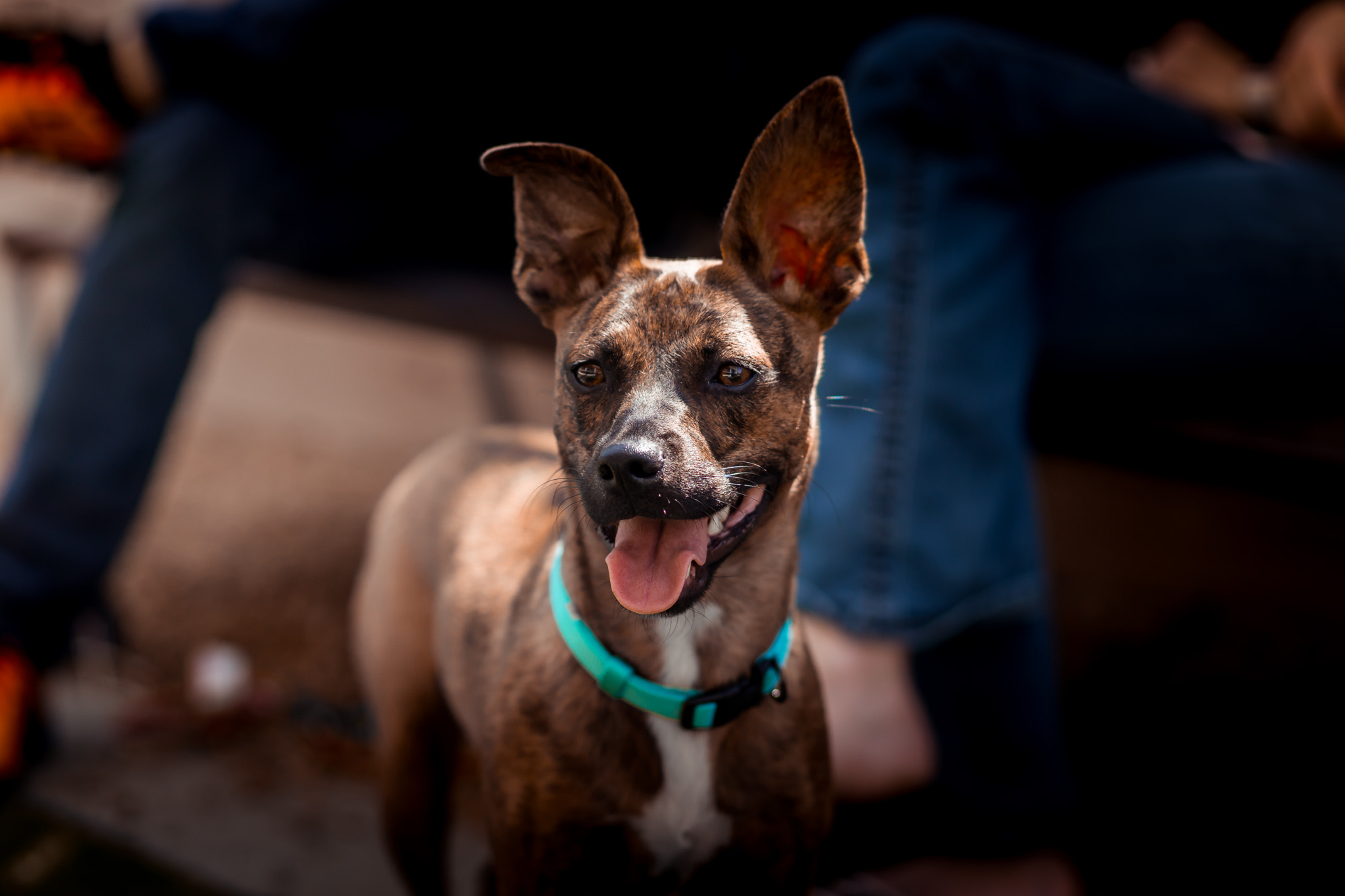 Sony a99 II + Minolta AF 85mm F1.4 G (D) sample photo. Just watching photography
