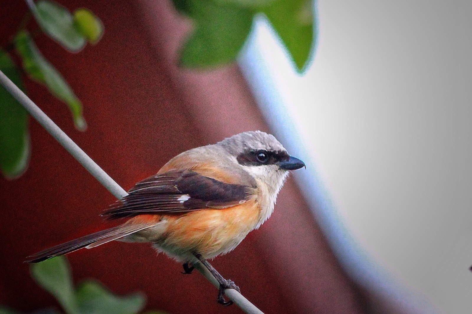 Canon EF-S 55-250mm F4-5.6 IS II sample photo. Ninja eyes  photography