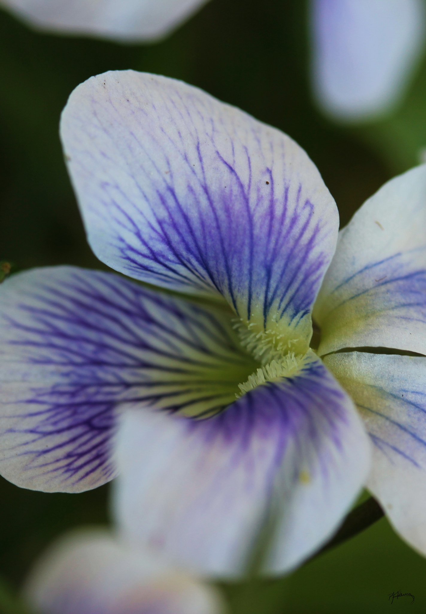 Canon EF-S 60mm F2.8 Macro USM sample photo. May macro 01 photography