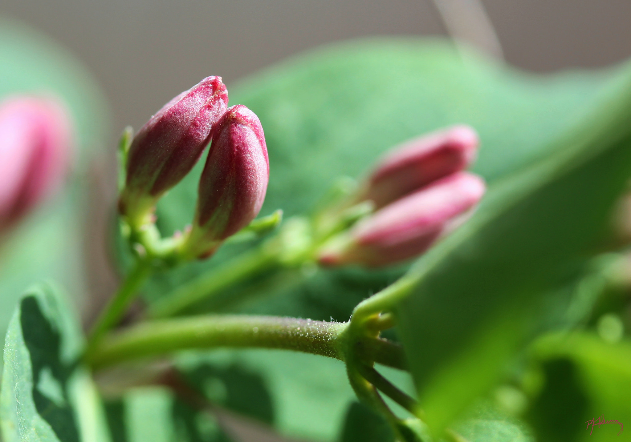 Canon EF-S 60mm F2.8 Macro USM sample photo. May macro 03 photography