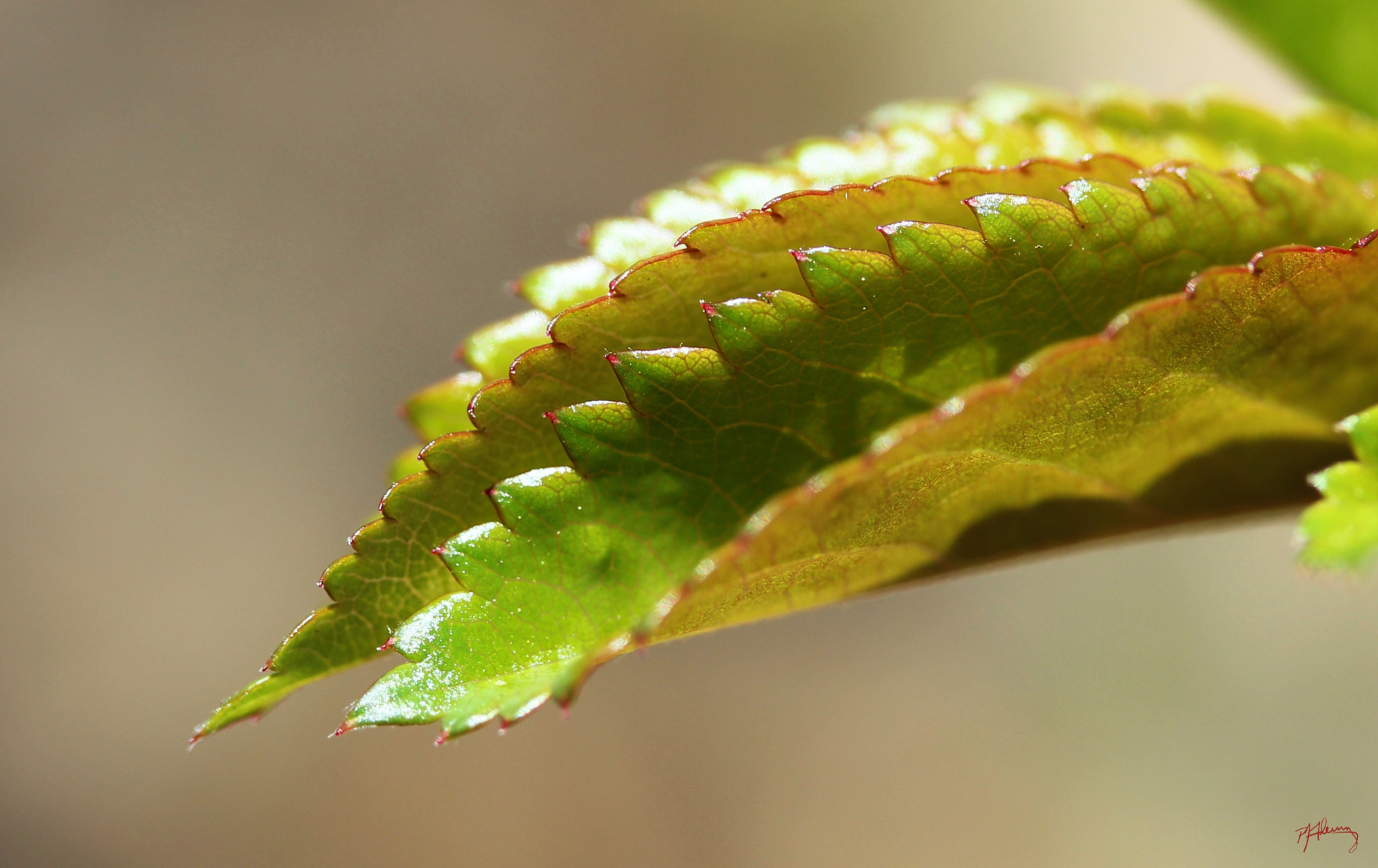 Canon EF-S 60mm F2.8 Macro USM sample photo. May macro 02 photography