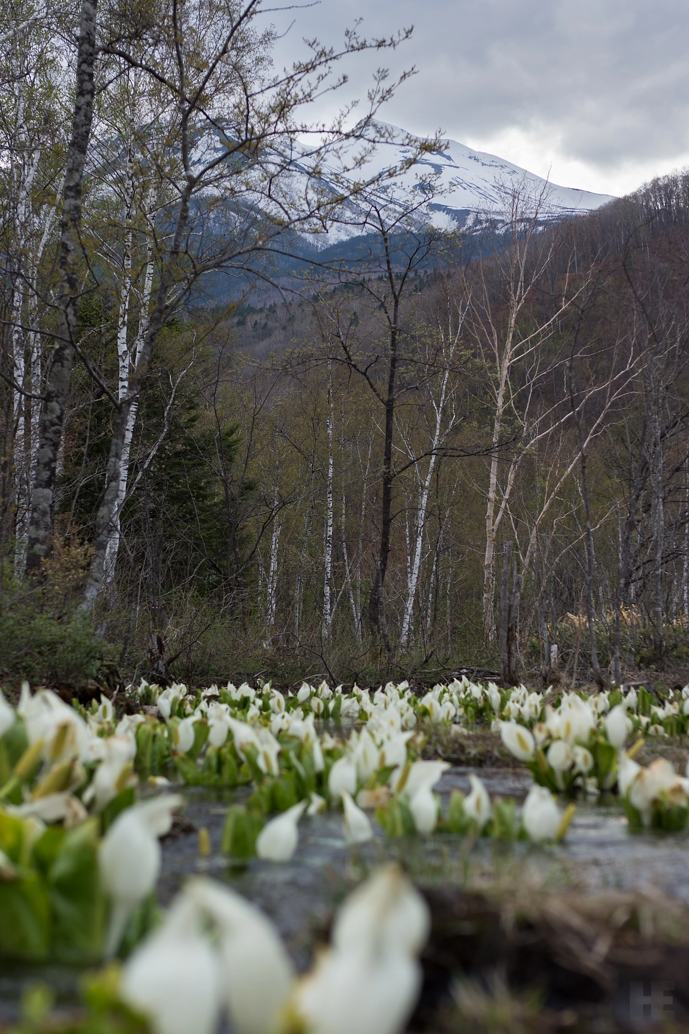 Sony SLT-A65 (SLT-A65V) + Sony Planar T* 50mm F1.4 ZA SSM sample photo. White arum photography