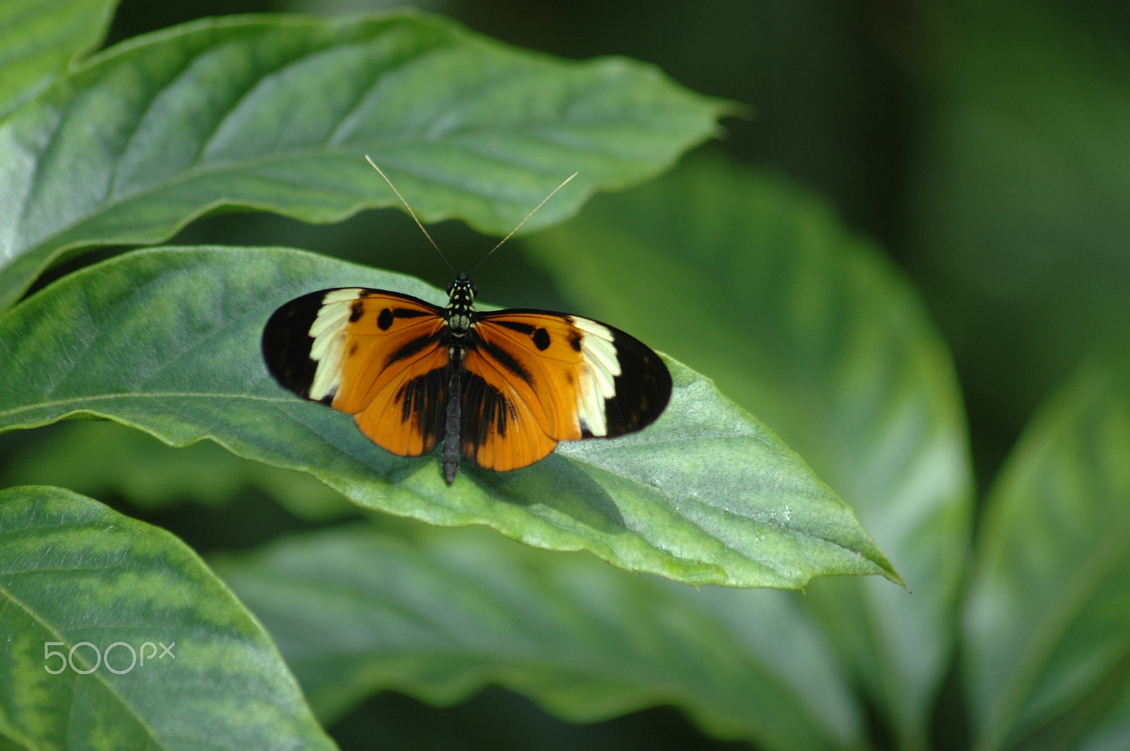 Nikon D70 + Sigma 70-300mm F4-5.6 APO Macro Super II sample photo. Orange butterfly on leaf photography