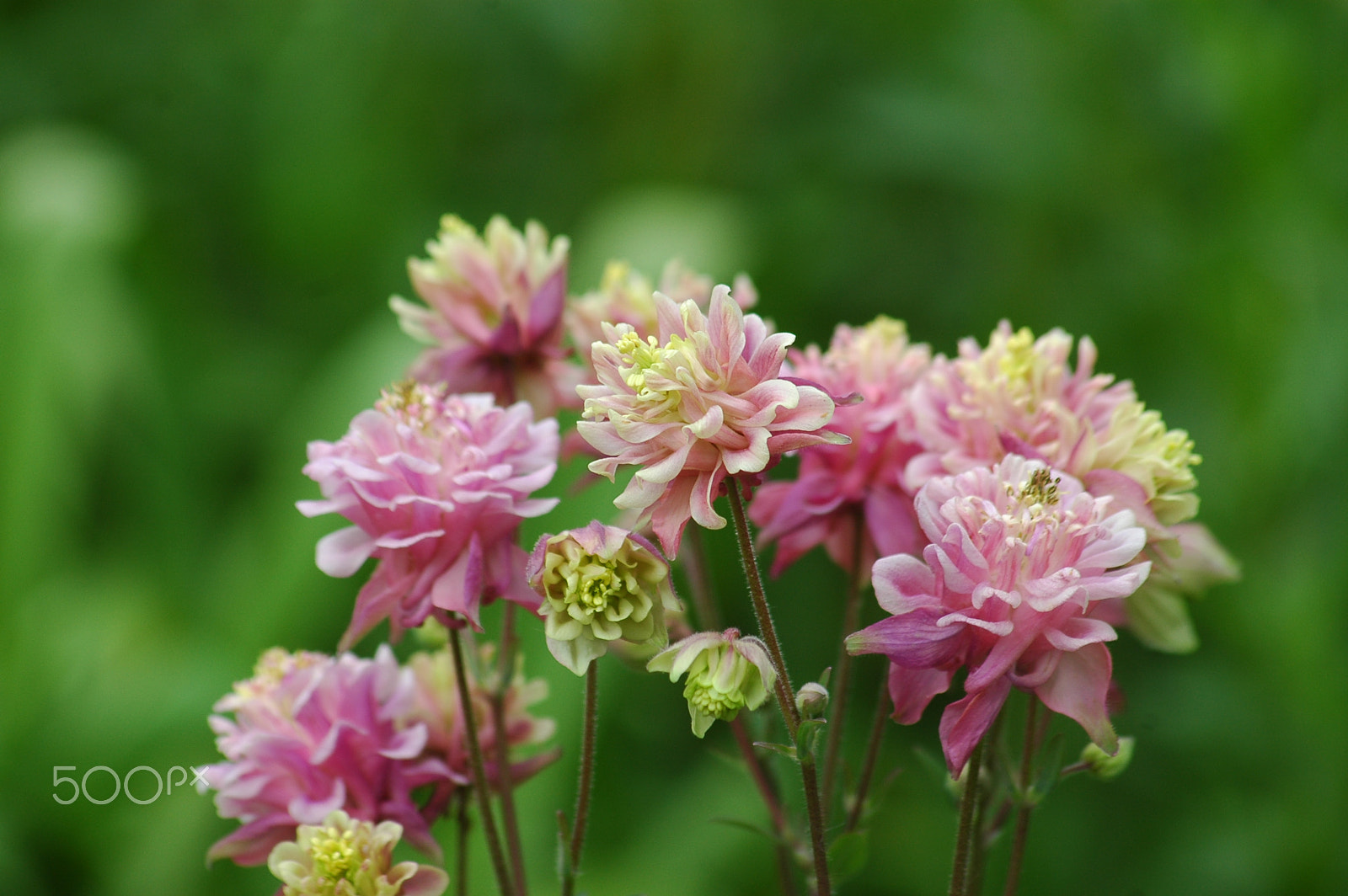 Sigma 70-300mm F4-5.6 APO Macro Super II sample photo. Small pink flowers photography