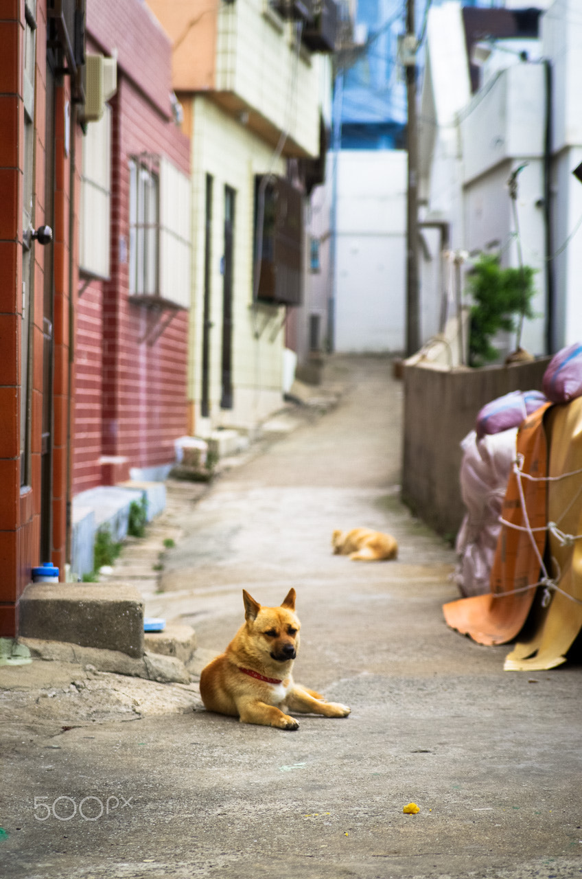 Pentax K-5 sample photo. Alley dogs photography