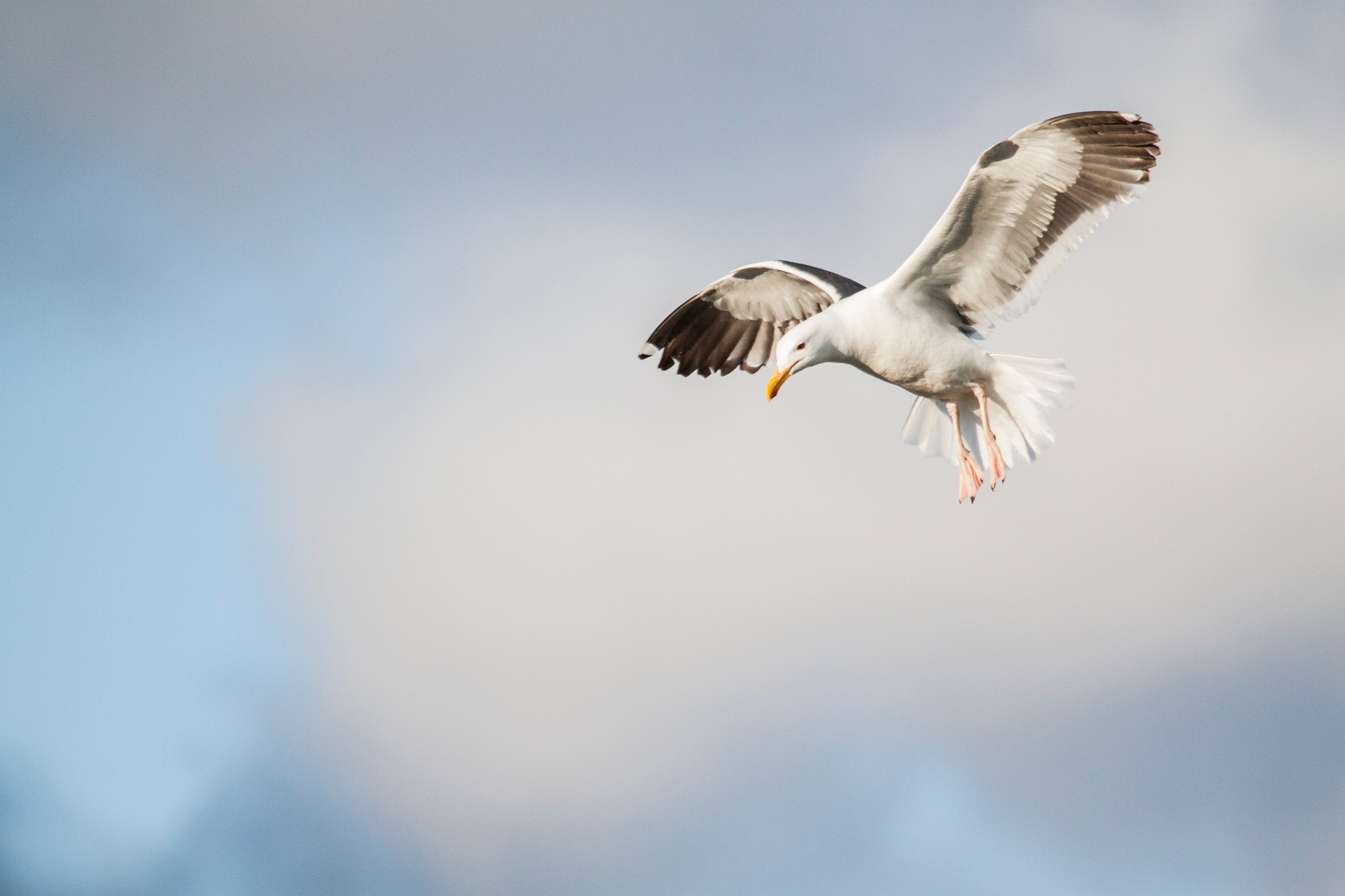 Canon EF 100-400mm F4.5-5.6L IS USM sample photo. Gull in flight photography