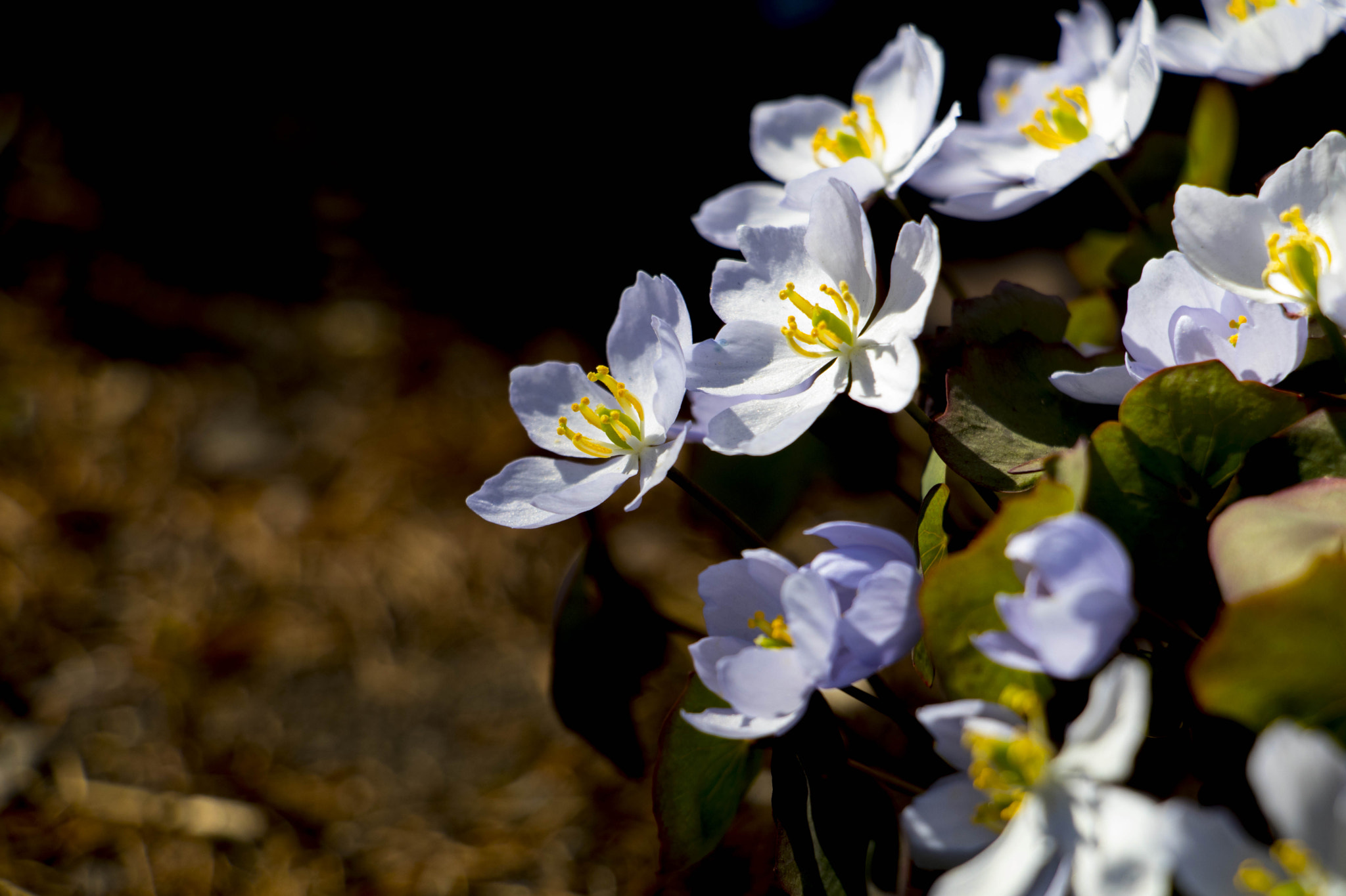 Canon EF-S 18-135mm F3.5-5.6 IS STM sample photo. 鲜黄连 photography