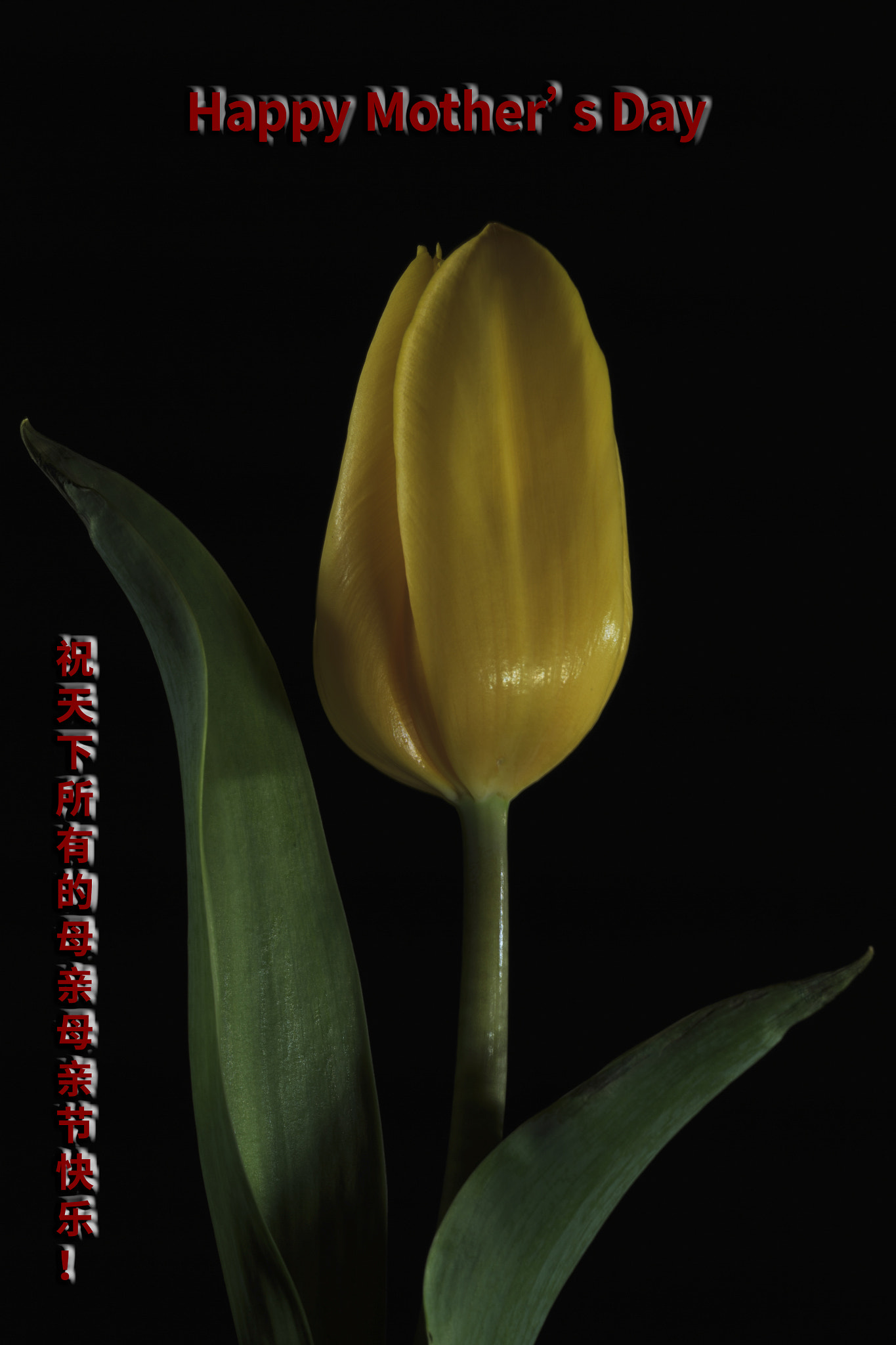 Canon EOS-1D X + Canon EF 70-200mm F4L USM sample photo. Happy mother's day photography