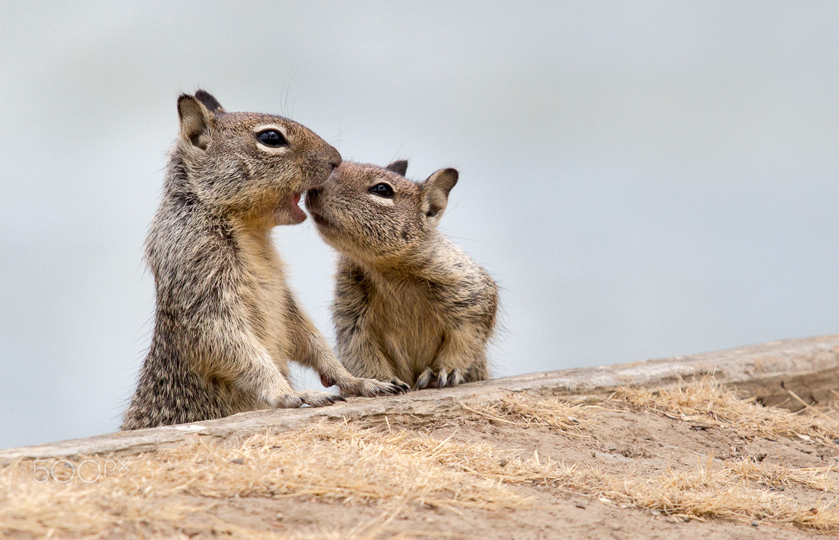 Canon EF 100-400mm F4.5-5.6L IS USM sample photo. Happy mother's day! photography