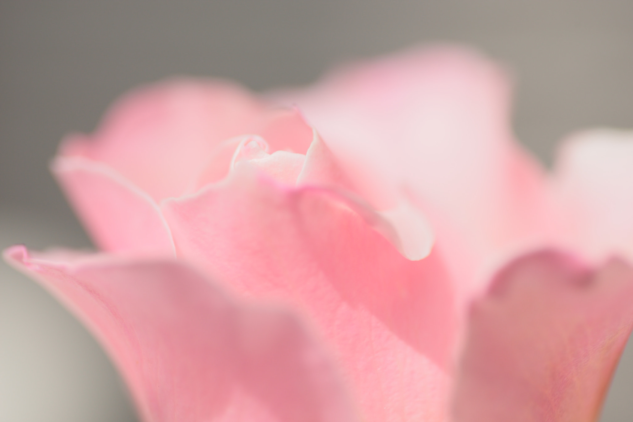 Tamron SP AF 90mm F2.8 Di Macro sample photo. Rose photography