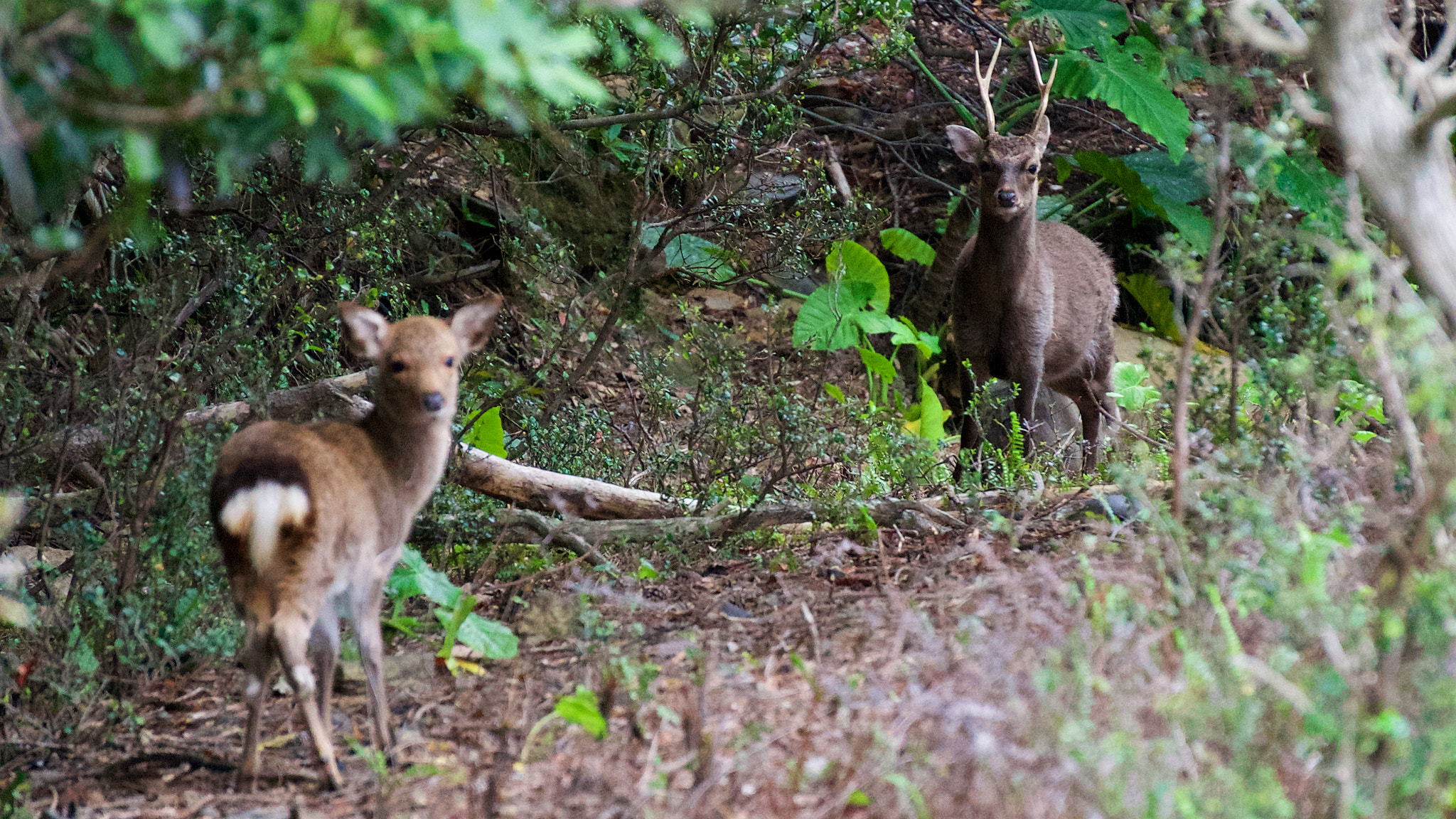 Sony E 55-210mm F4.5-6.3 OSS sample photo. Deers in yakushima, japan photography