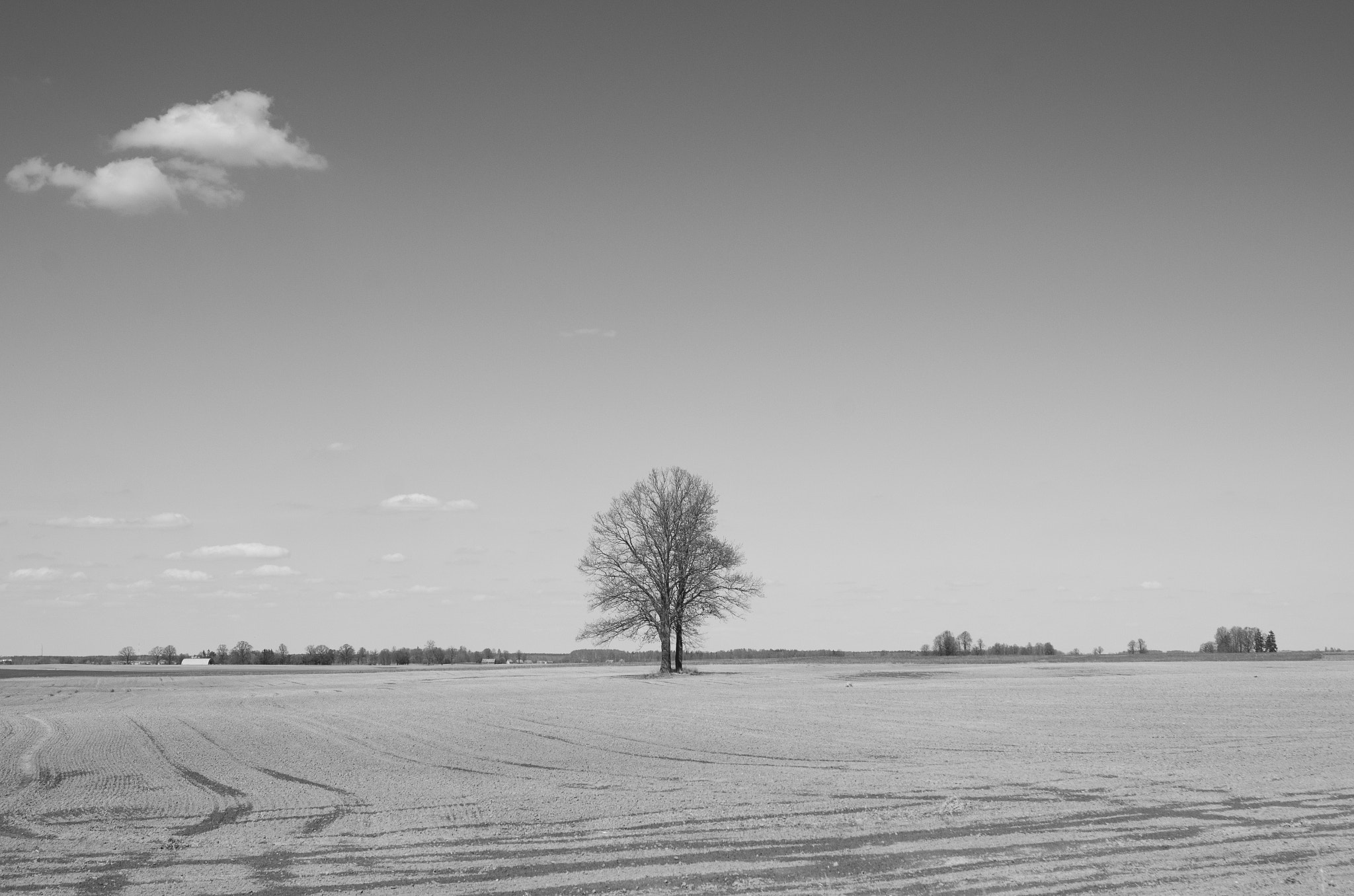 Pentax K-5 sample photo. Tree photography